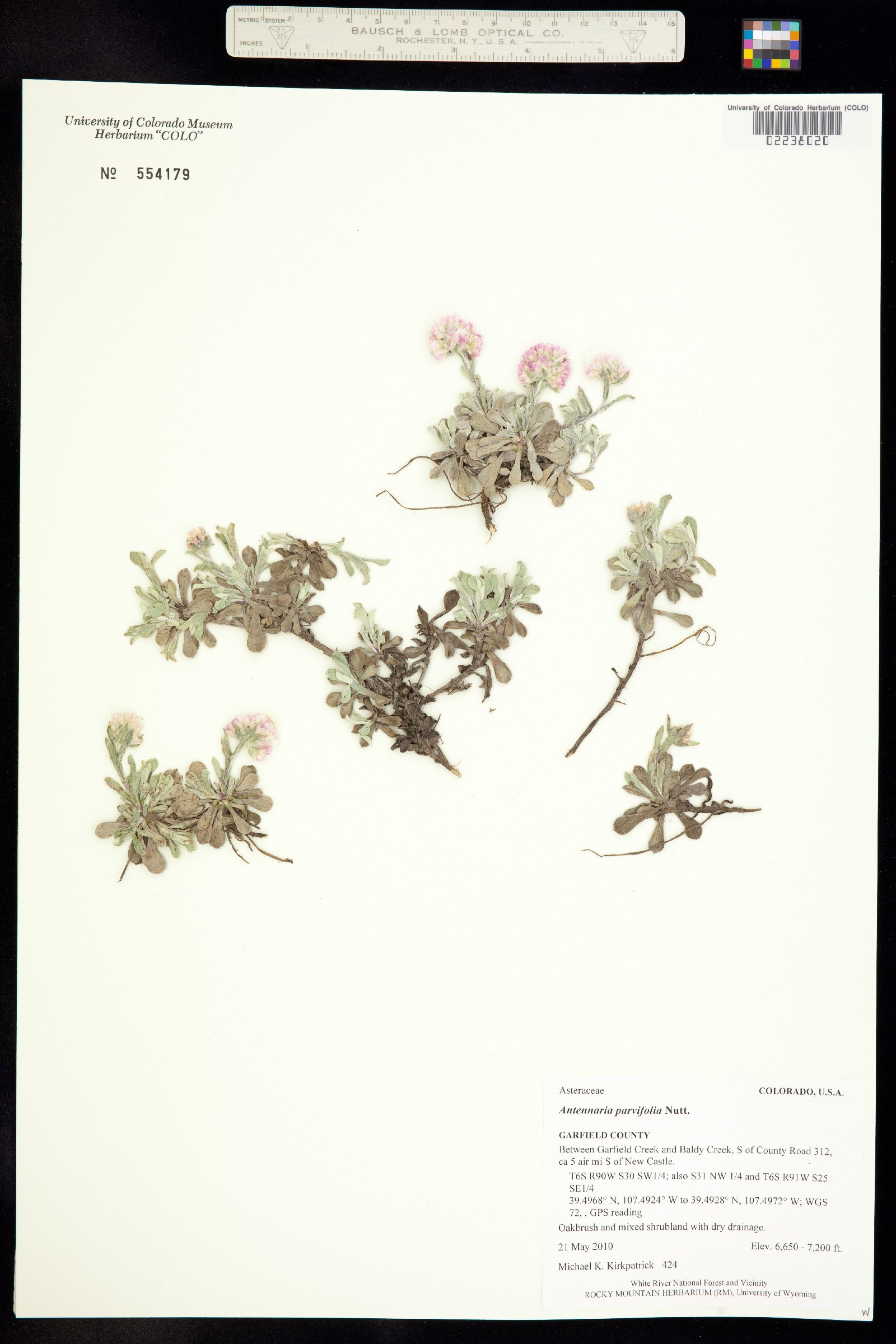 Antennaria parvifolia image