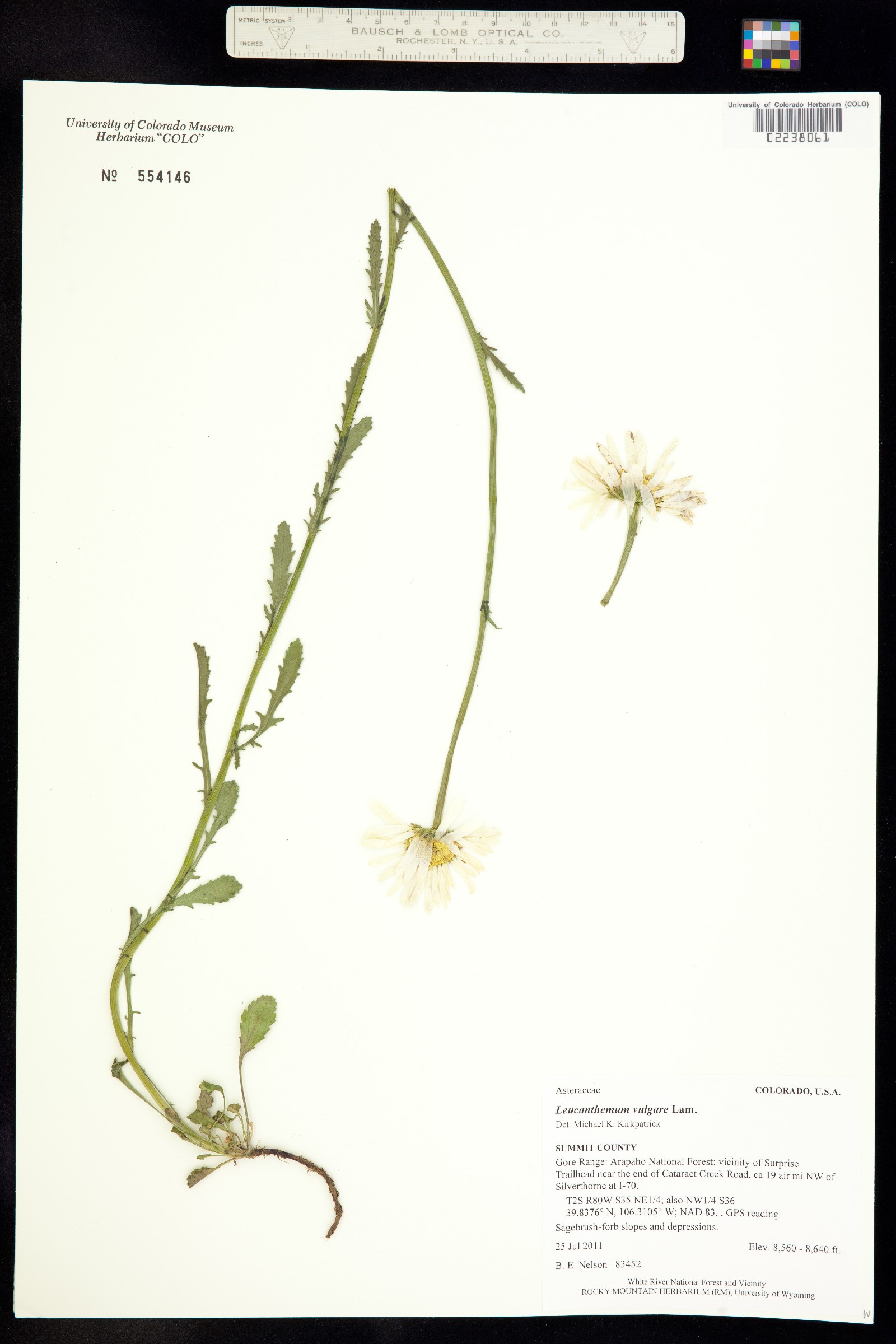 Leucanthemum vulgare image
