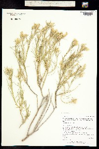 Ericameria parryi image