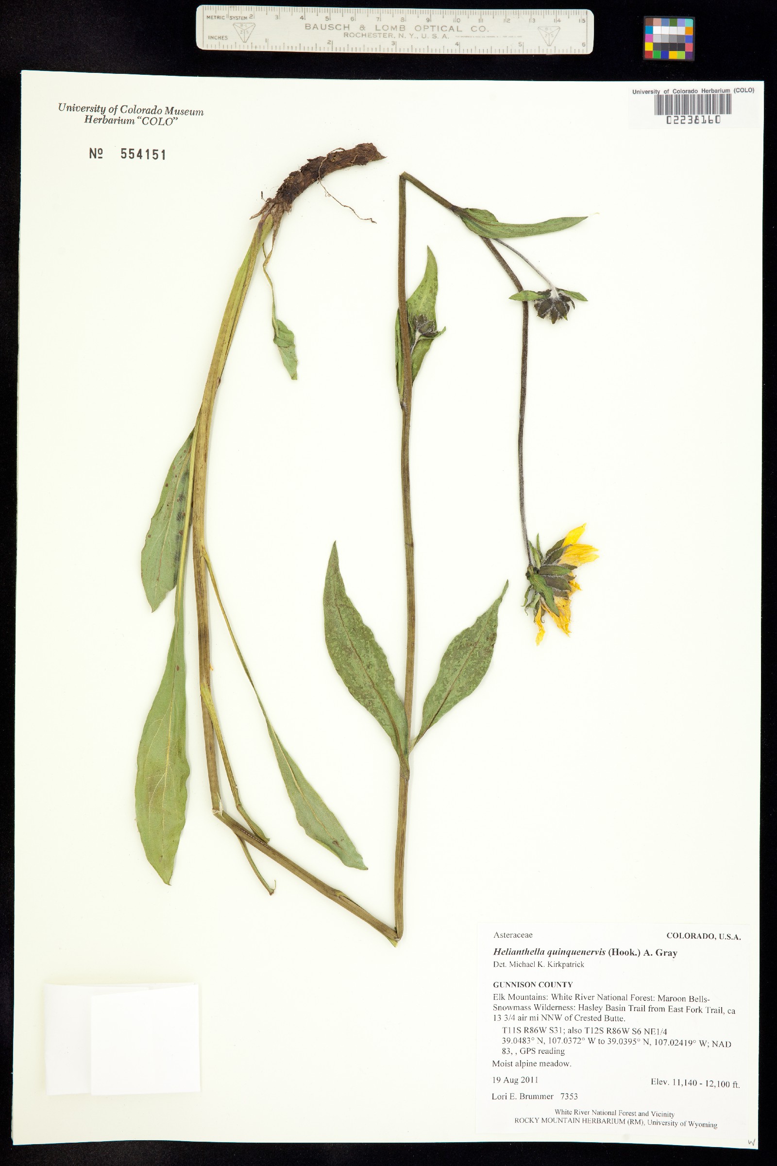 Helianthella quinquenervis image