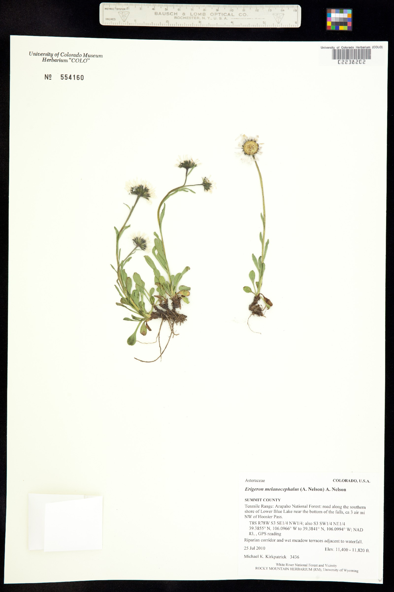 Erigeron image