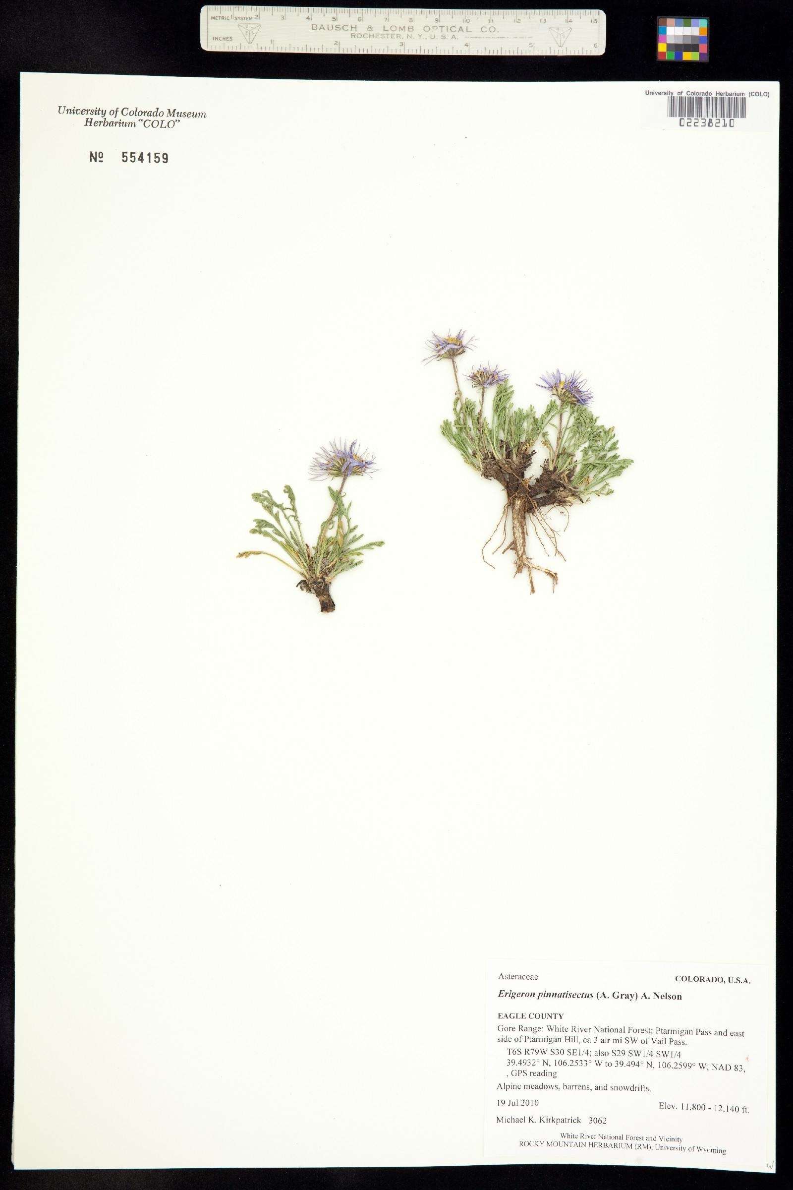 Erigeron pinnatisectus image