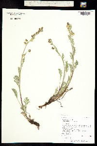 Artemisia arctica image