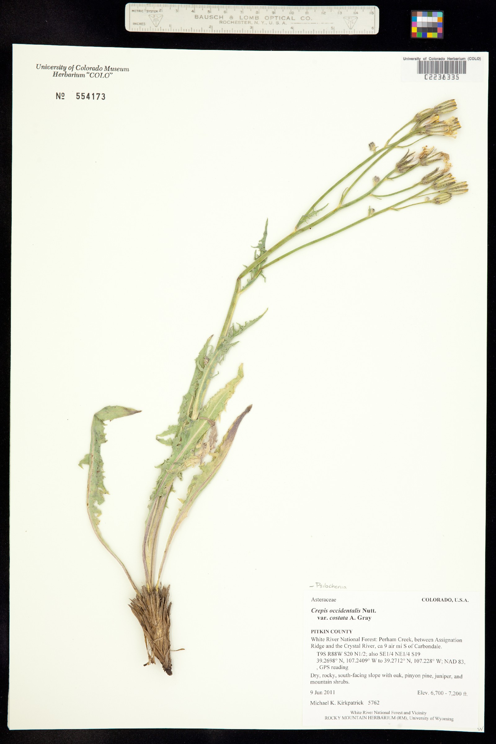Psilochenia occidentalis ssp. costata image