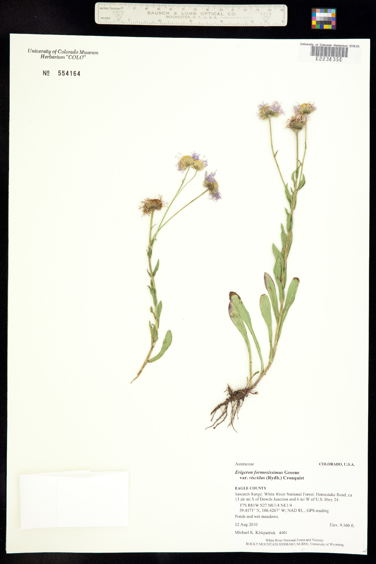 Erigeron formosissimus image