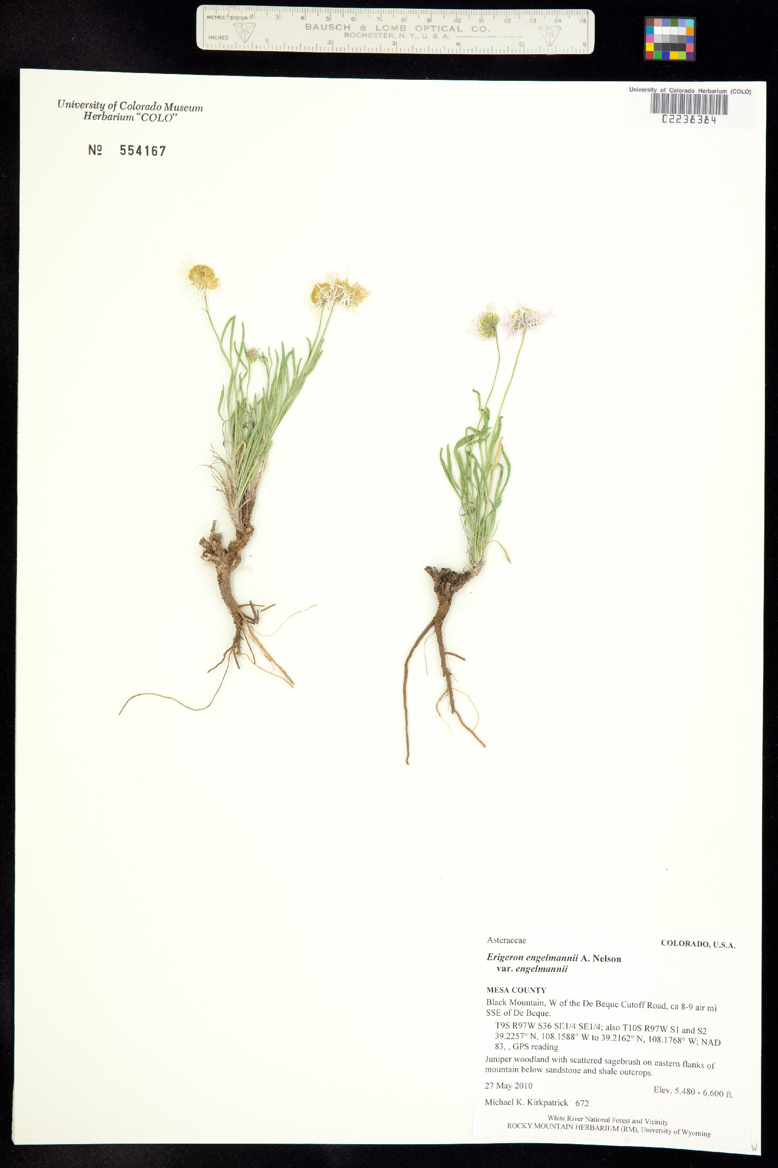 Erigeron engelmannii image