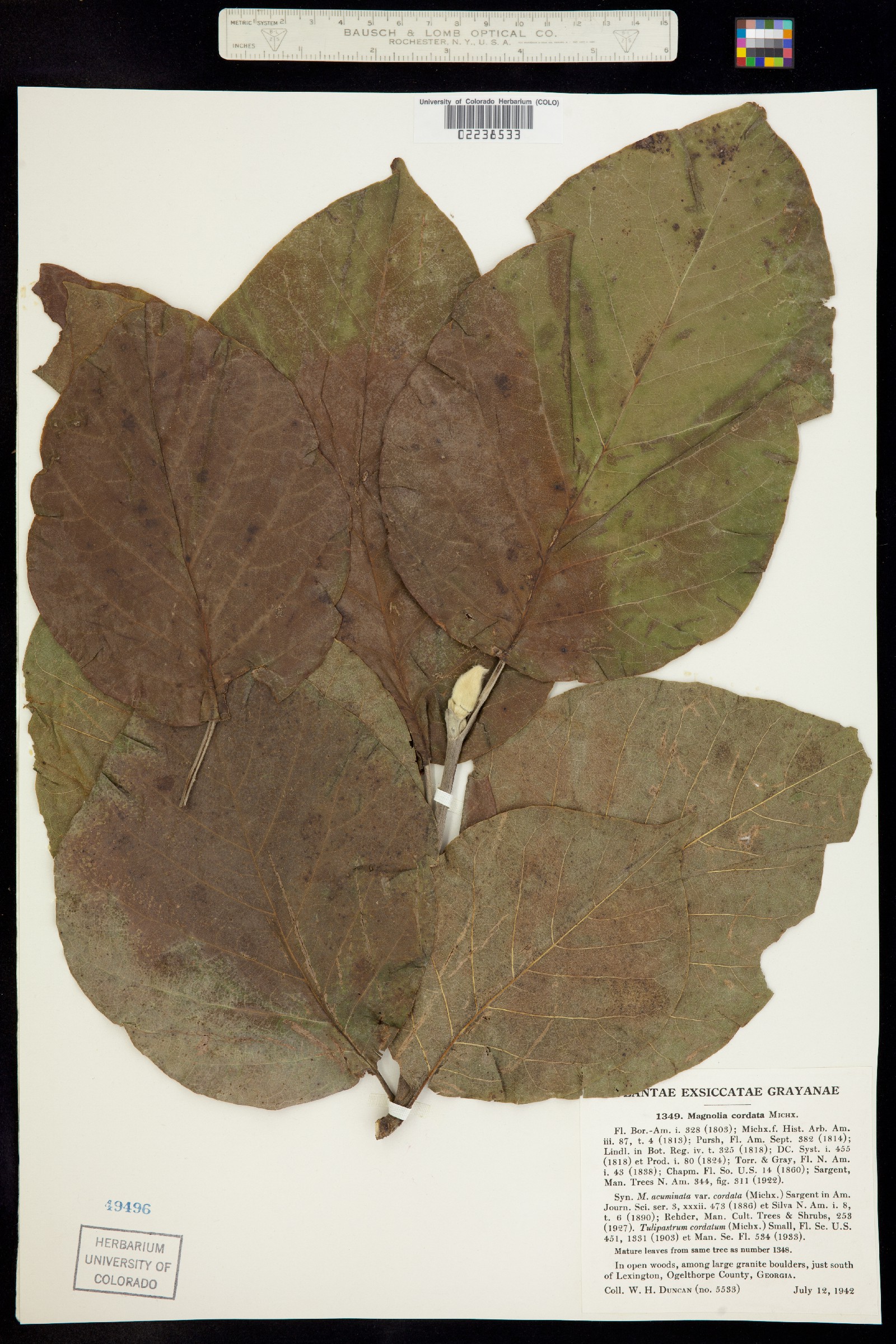 Magnolia acuminata image