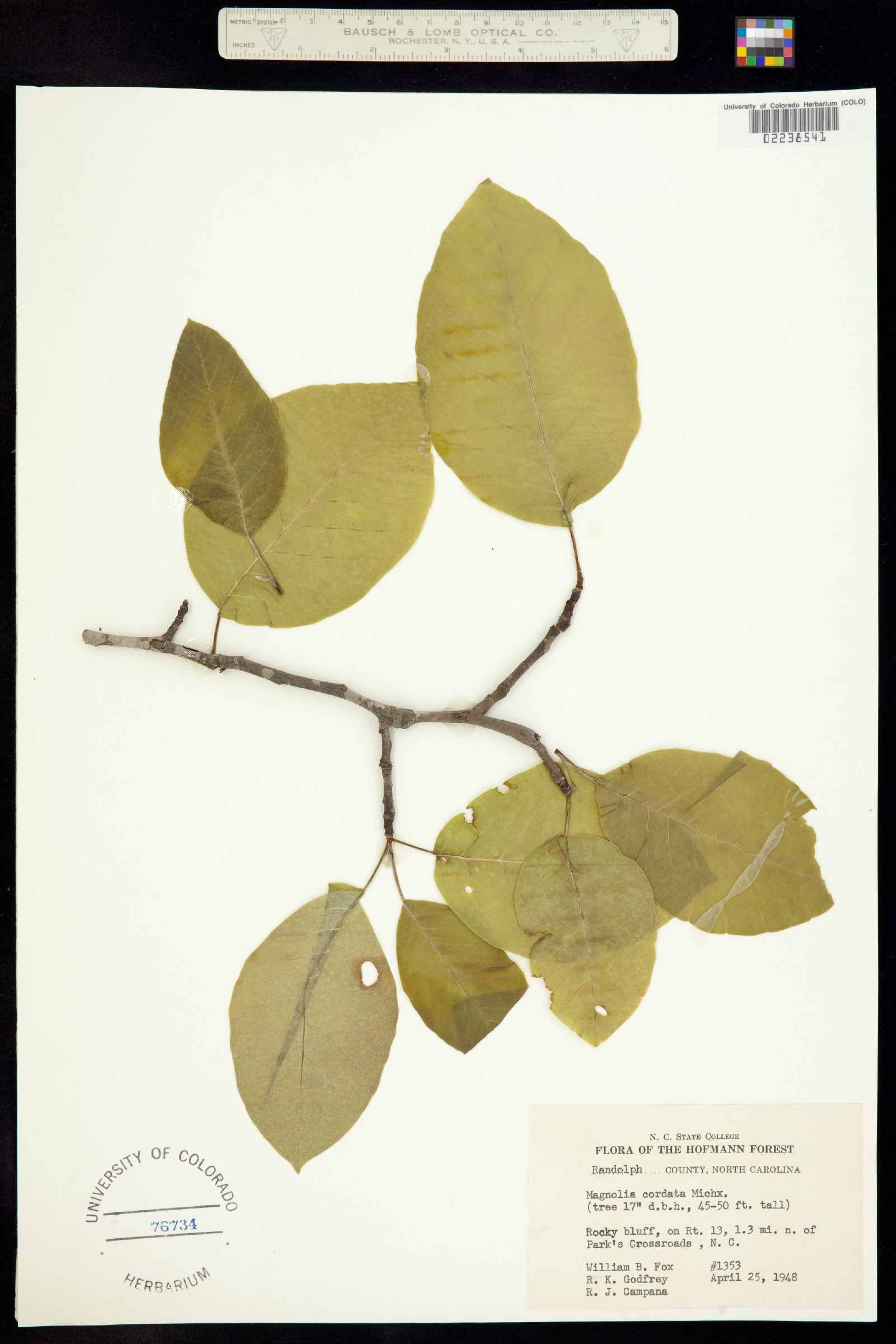 Magnolia acuminata image