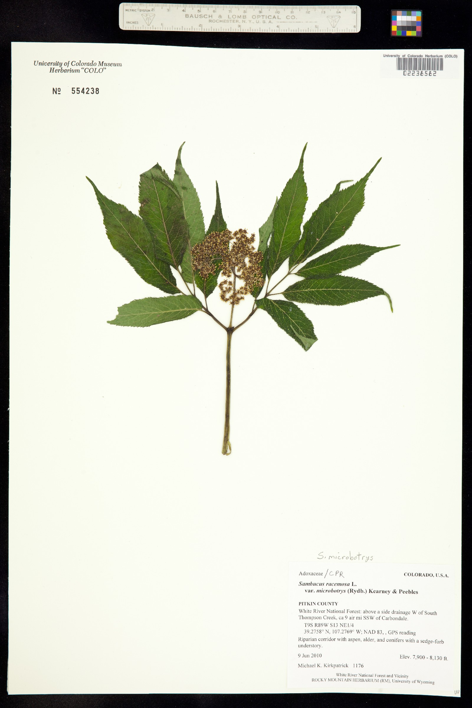 Sambucus racemosa var. microbotrys image