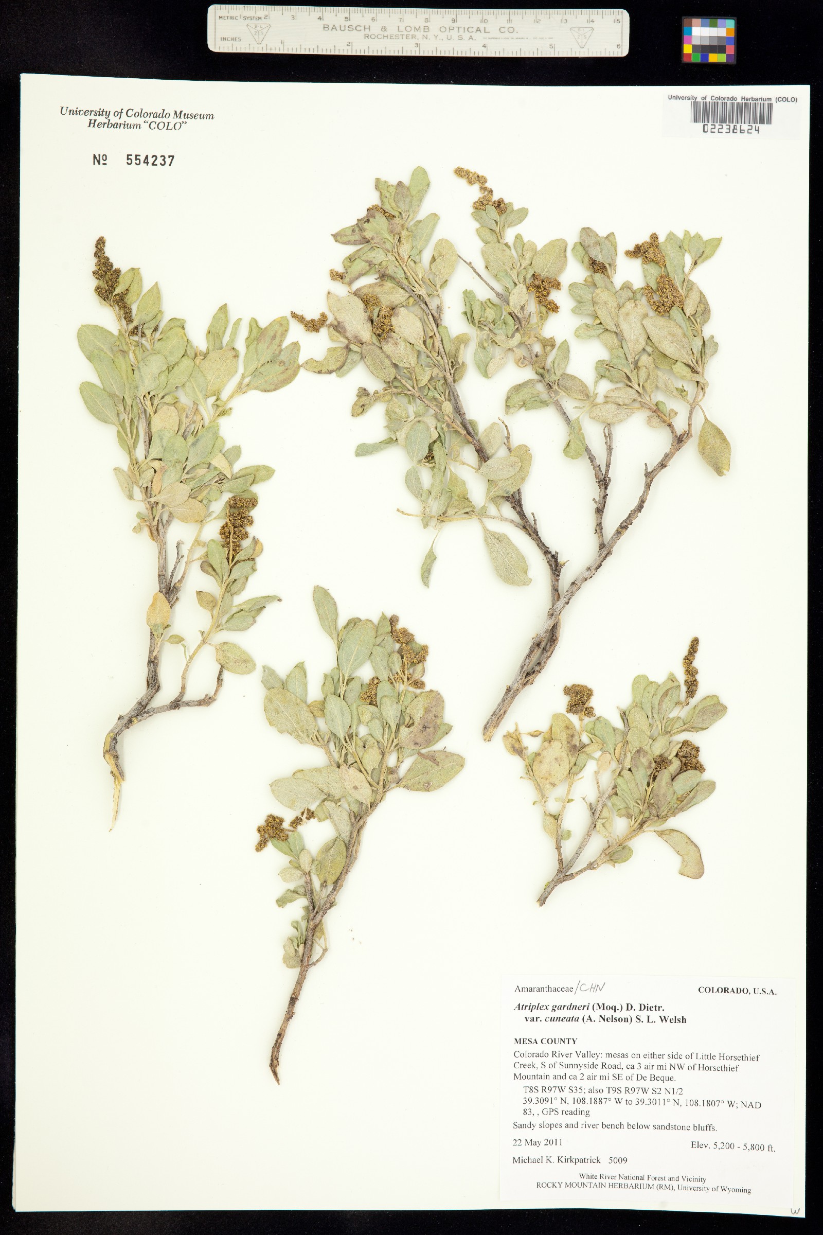 Atriplex gardneri var. cuneata image