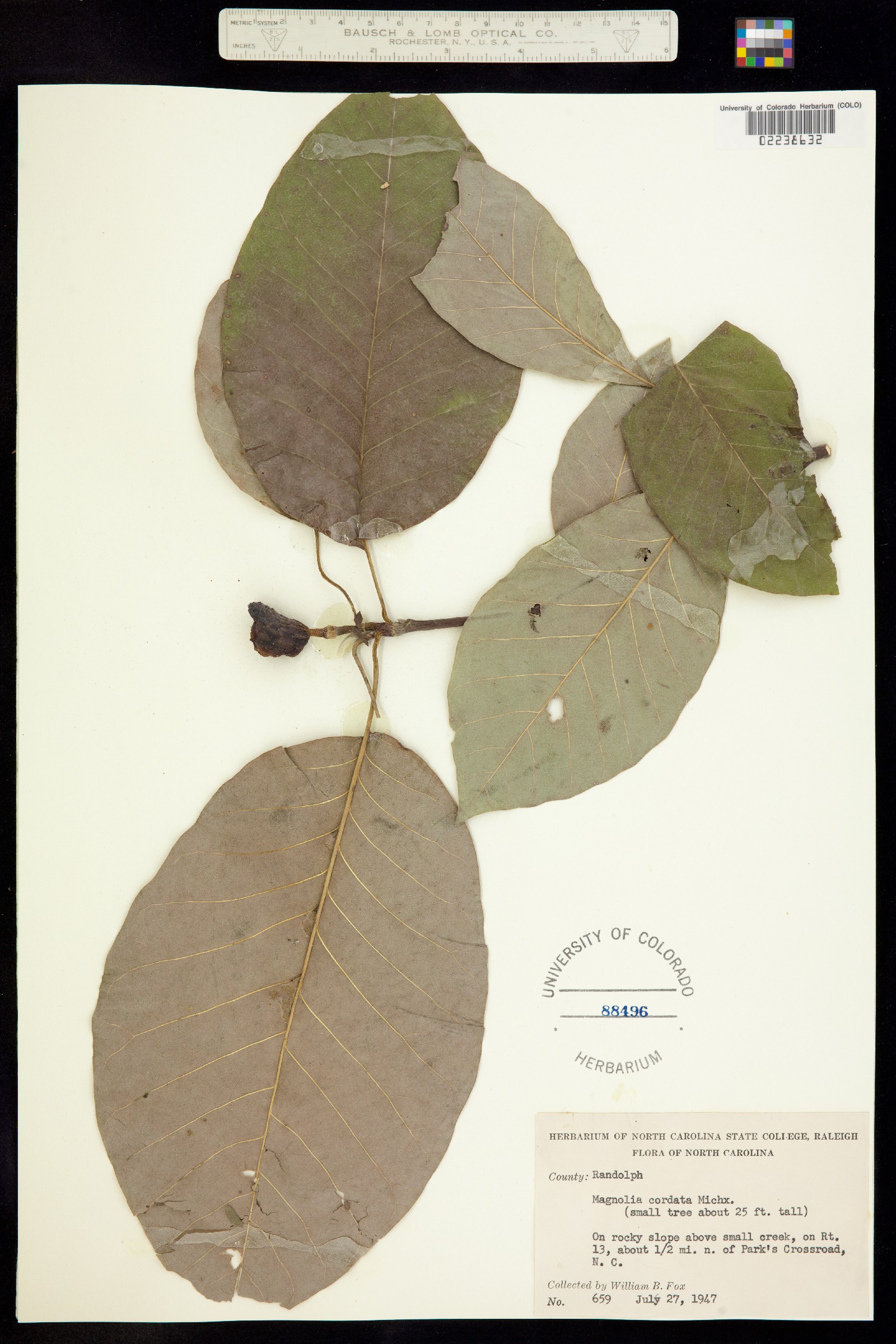 Magnolia cordata image