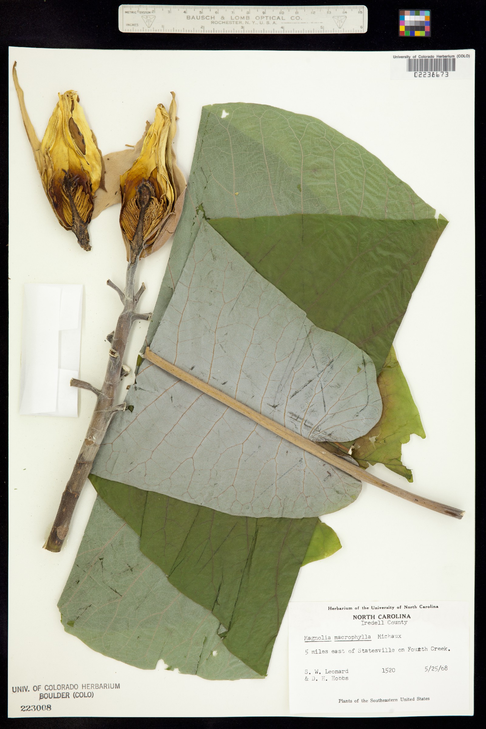 Magnolia macrophylla image