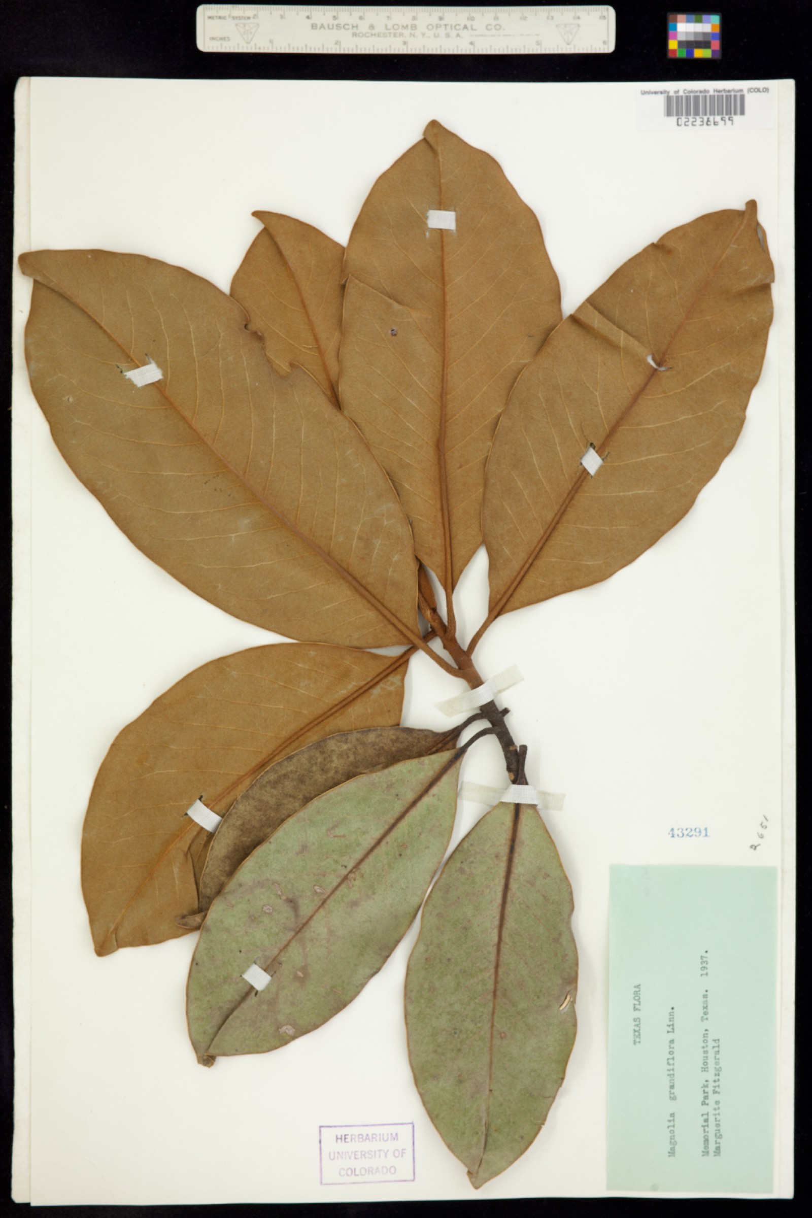 Magnolia image