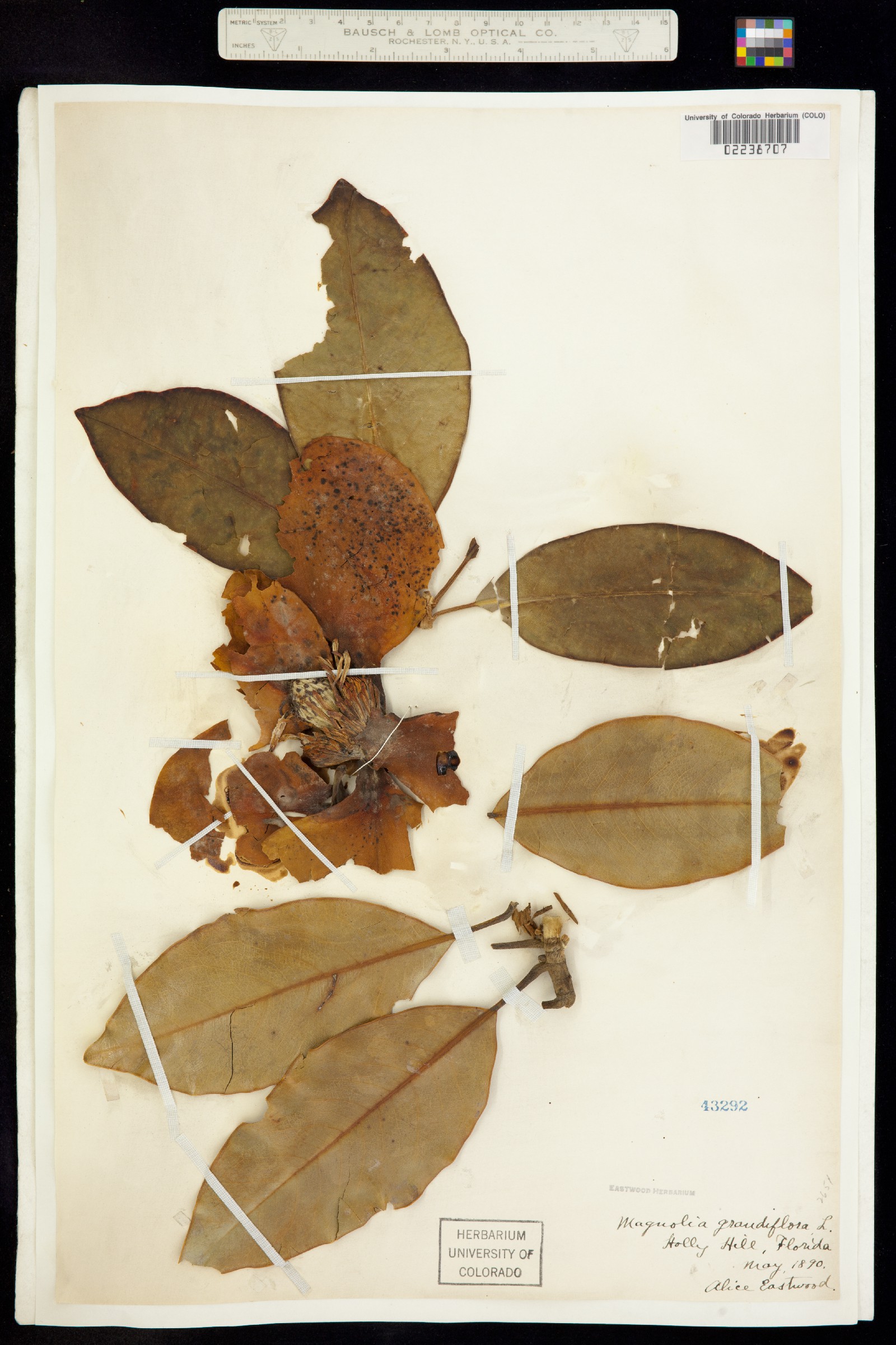 Magnolia image