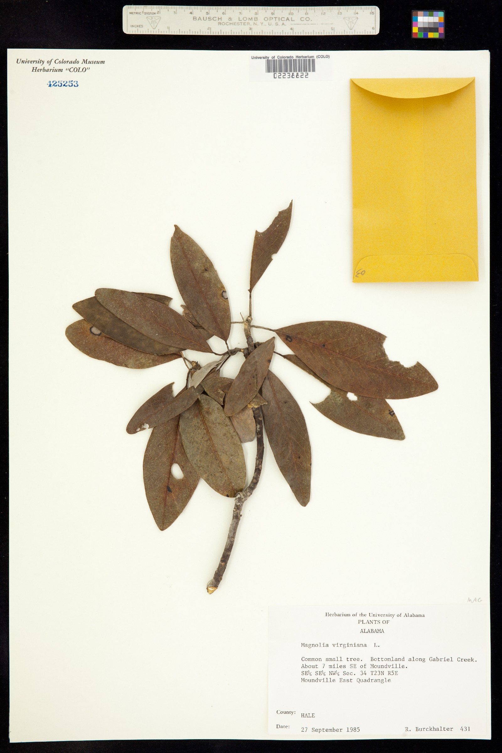 Magnolia virginiana image