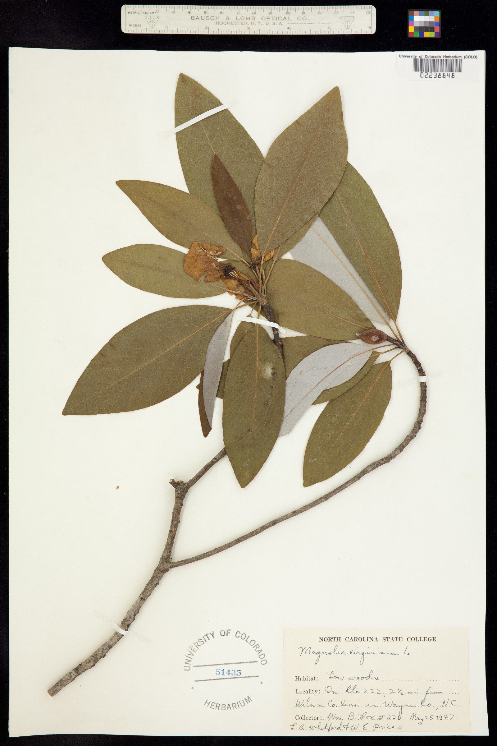 Magnolia virginiana image
