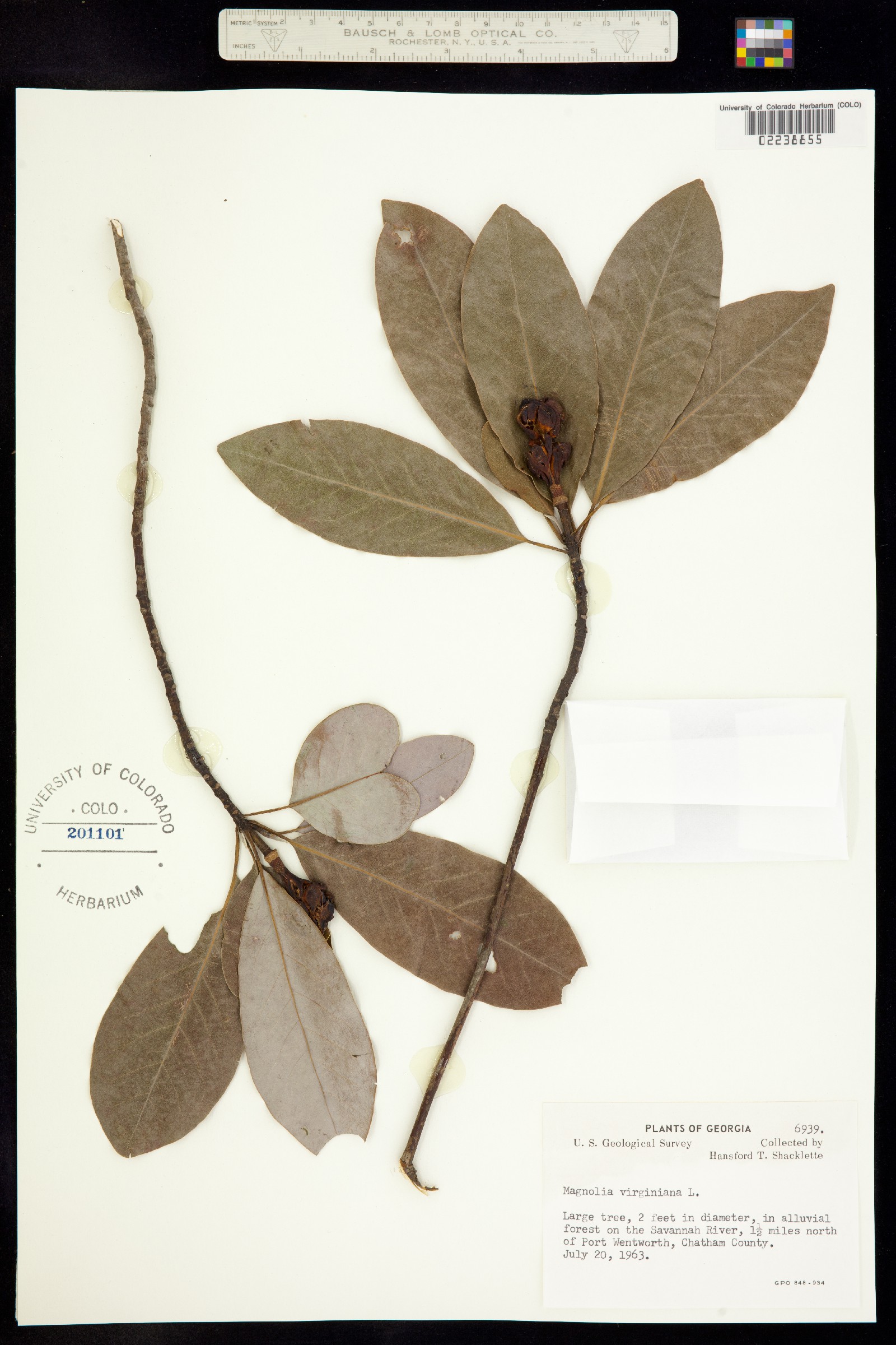 Magnolia virginiana image