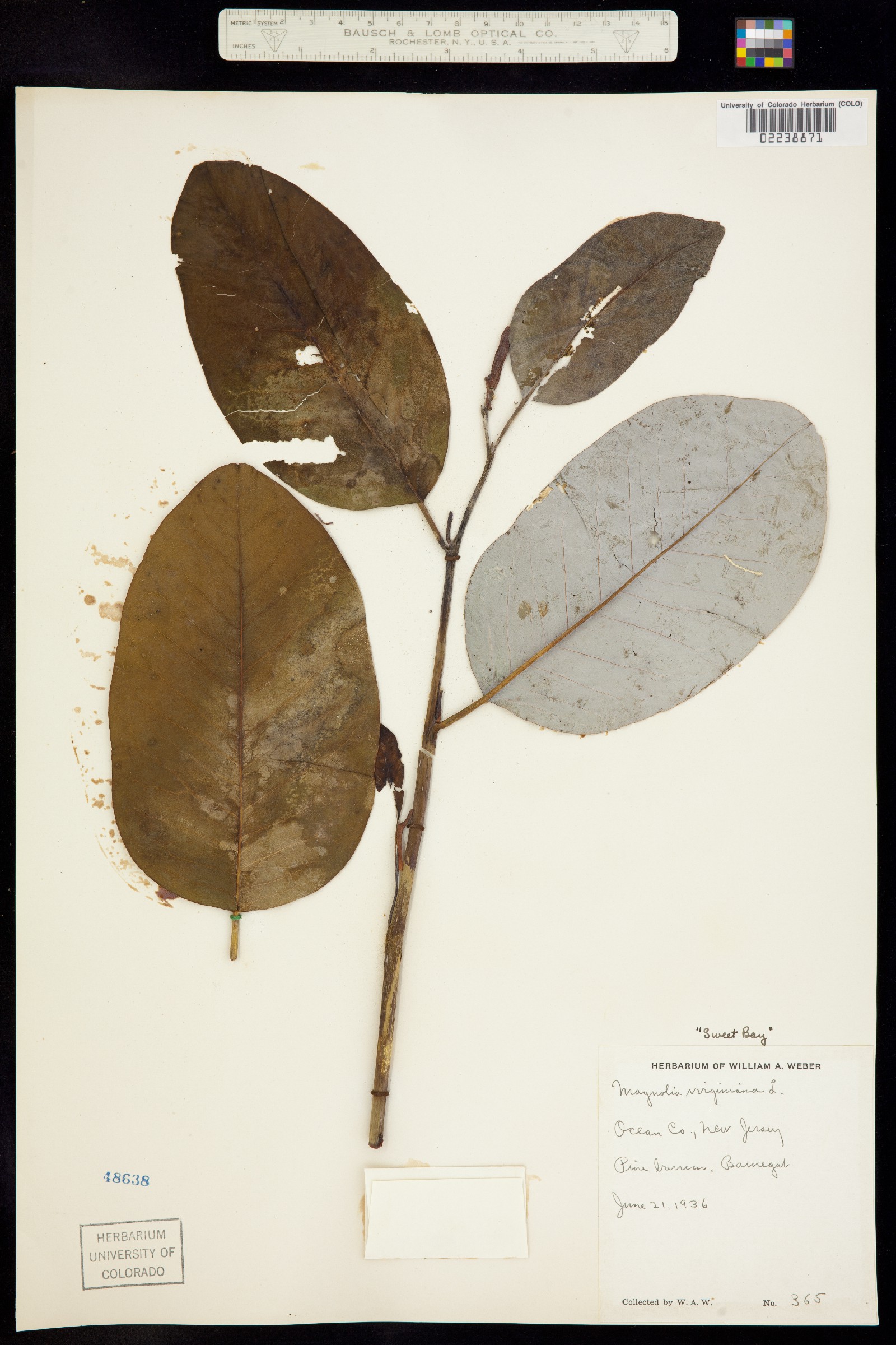 Magnolia virginiana image