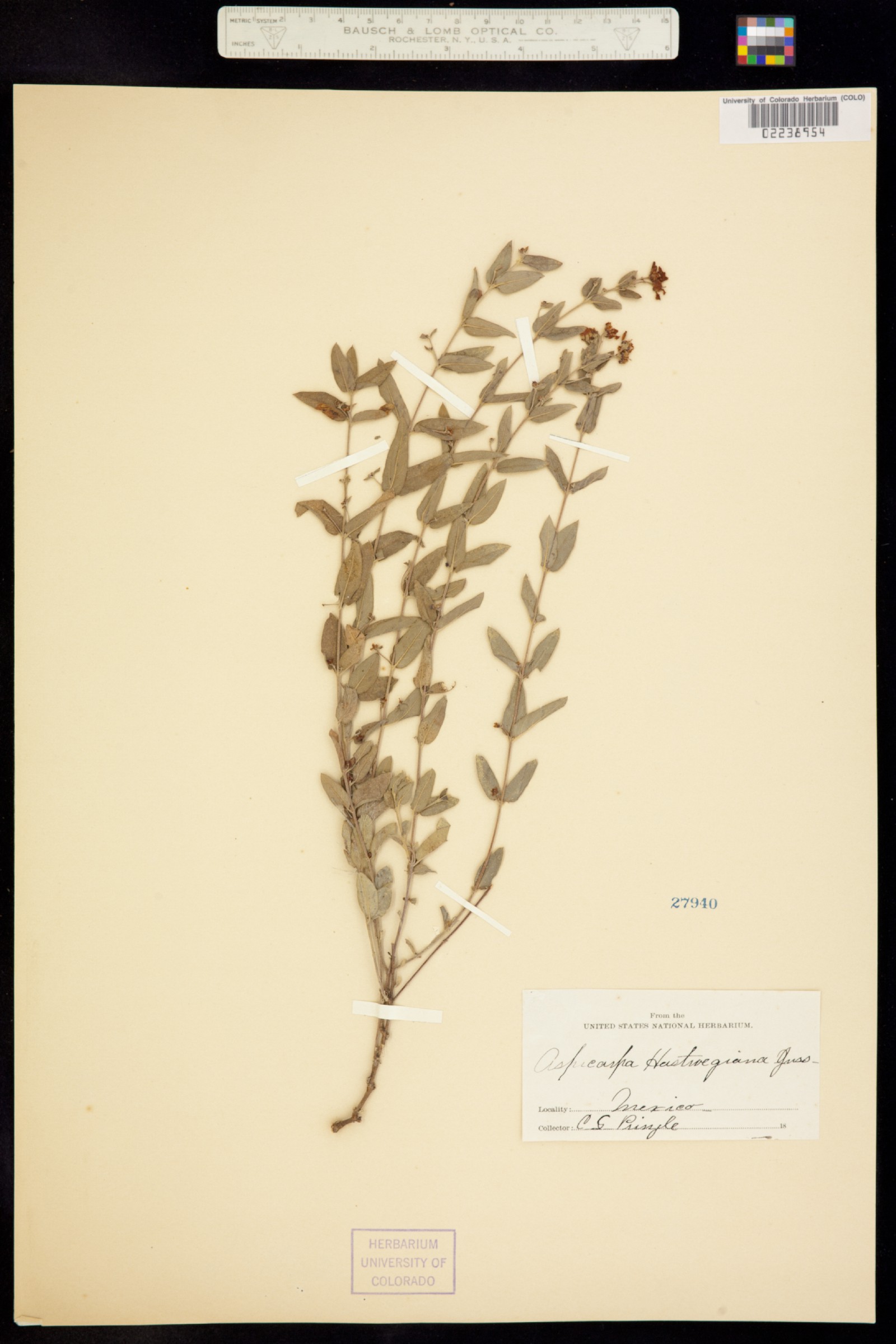 Aspicarpa image