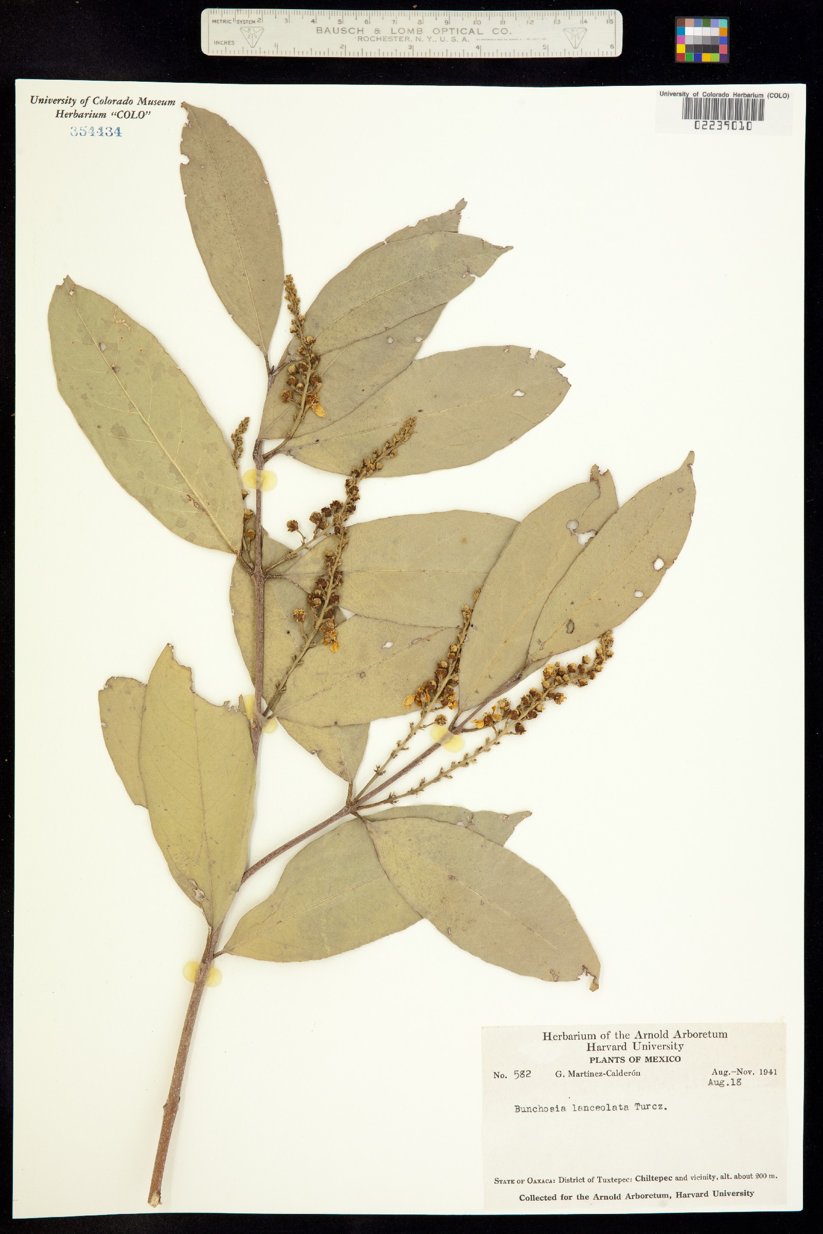Bunchosia image