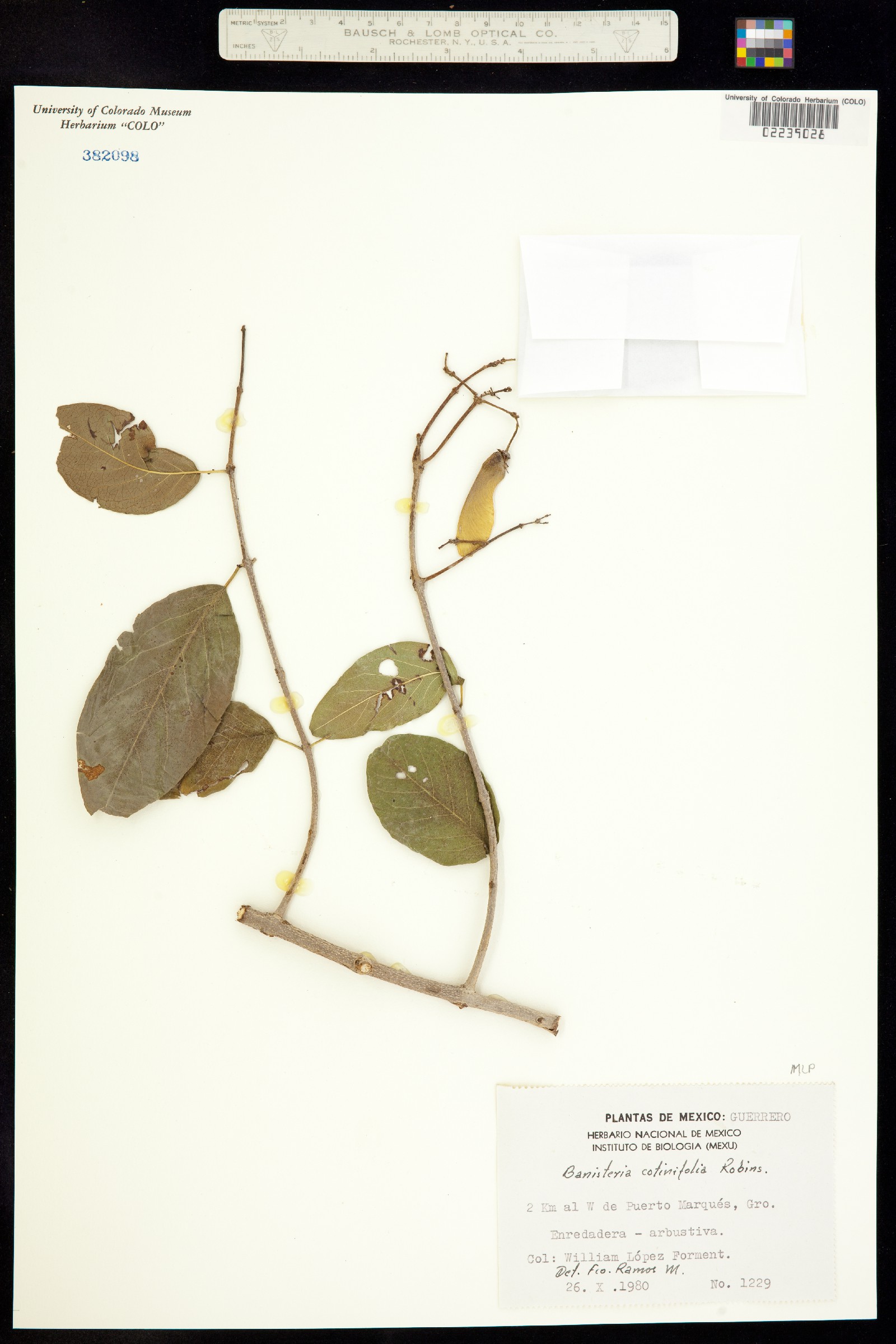 Banisteria cotinifolia image