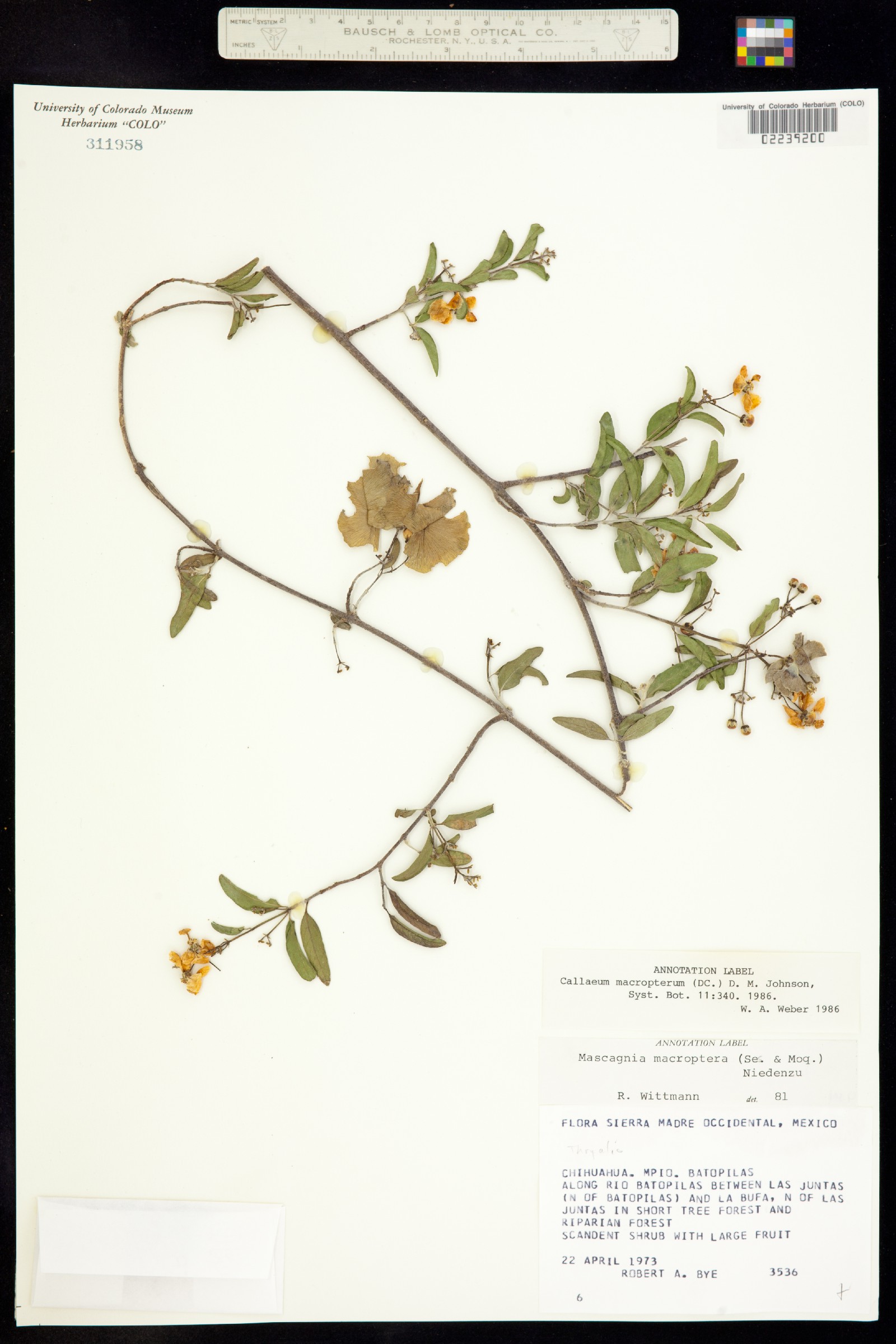 Malpighiaceae image