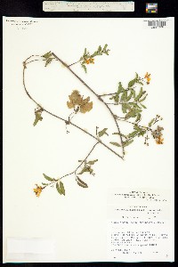 Callaeum macropterum image