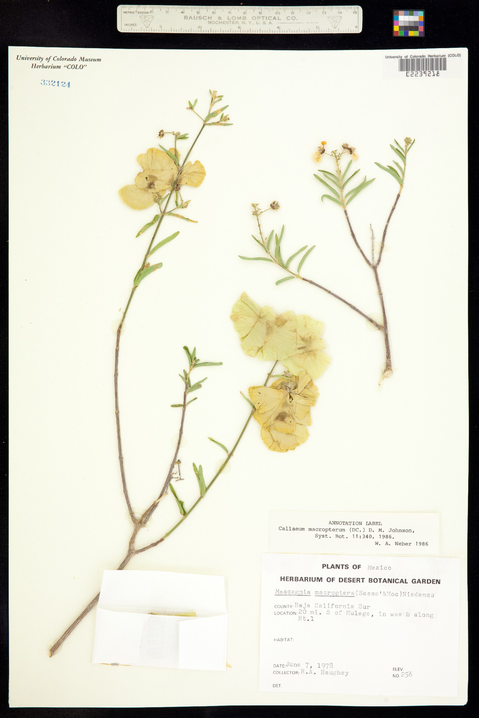 Callaeum macropterum image
