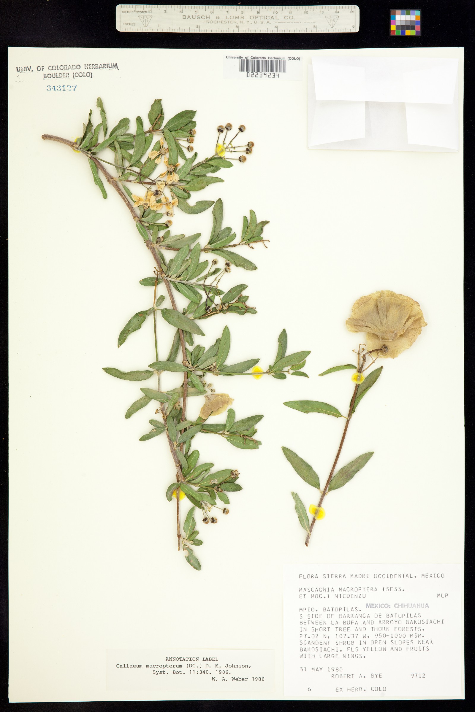 Callaeum macropterum image