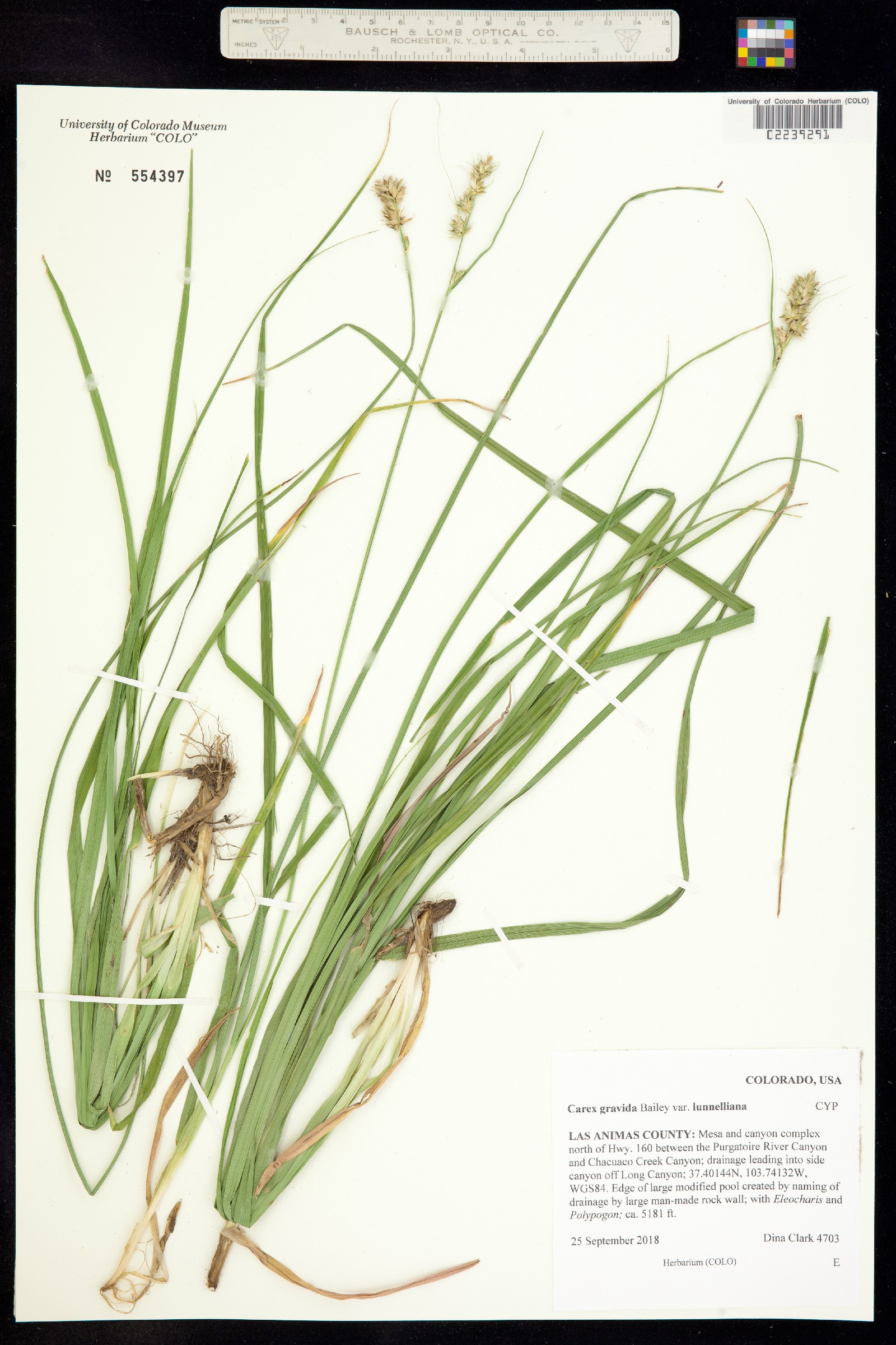 Carex gravida image