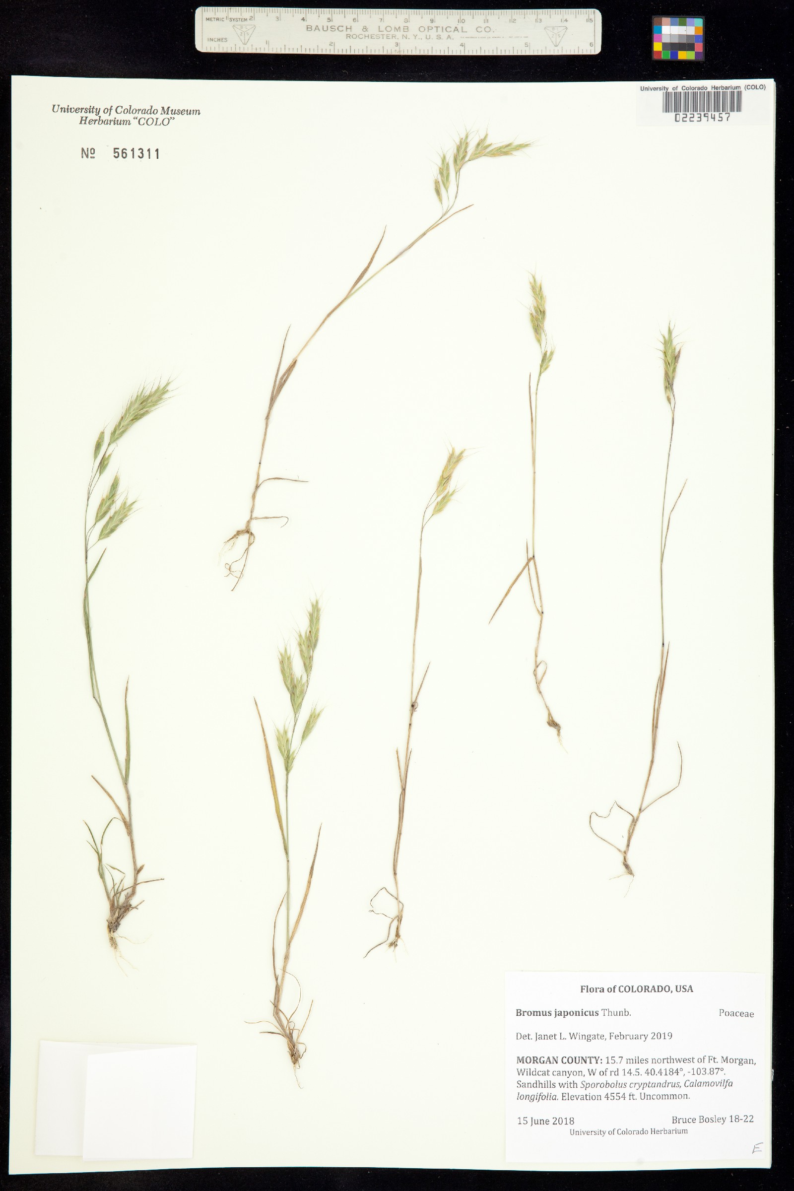 Bromus japonicus image