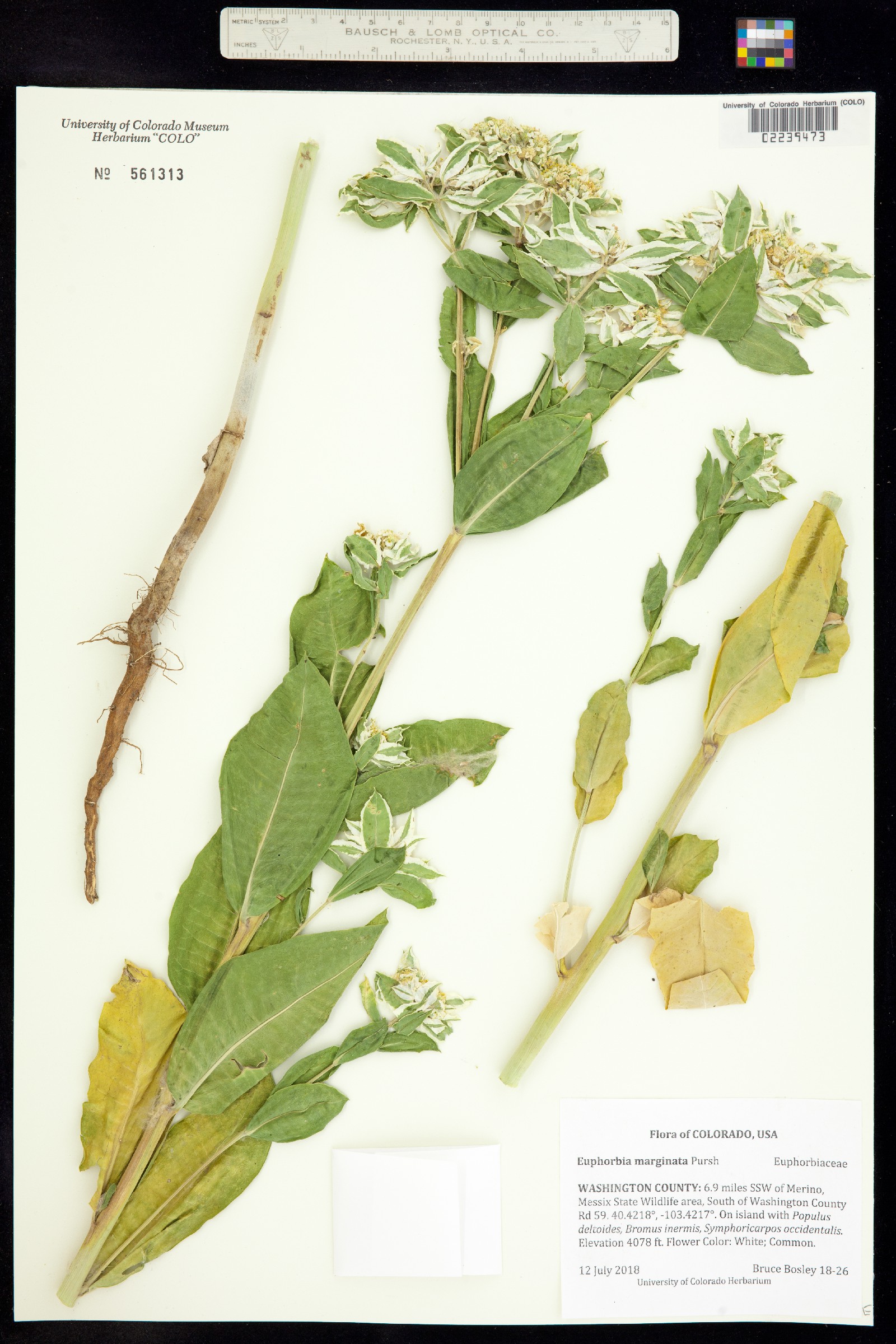 Euphorbia marginata image