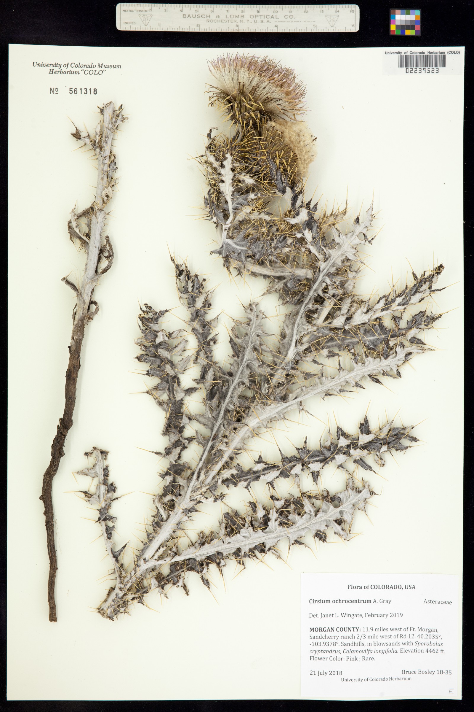 Cirsium ochrocentrum image