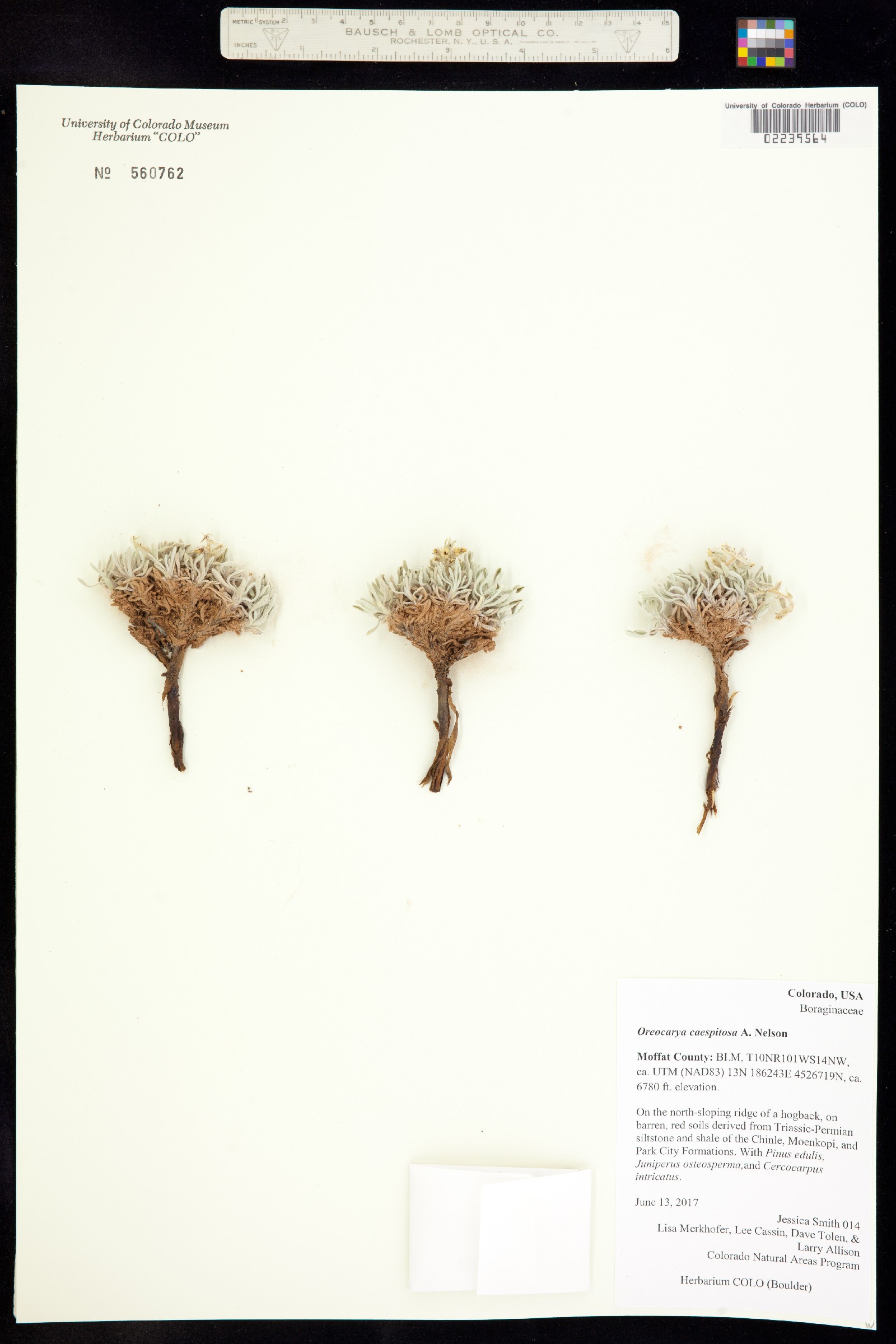 Cryptantha caespitosa image