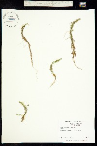 Image of Mayaca fluviatilis