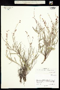 Image of Galphimia angustifolia