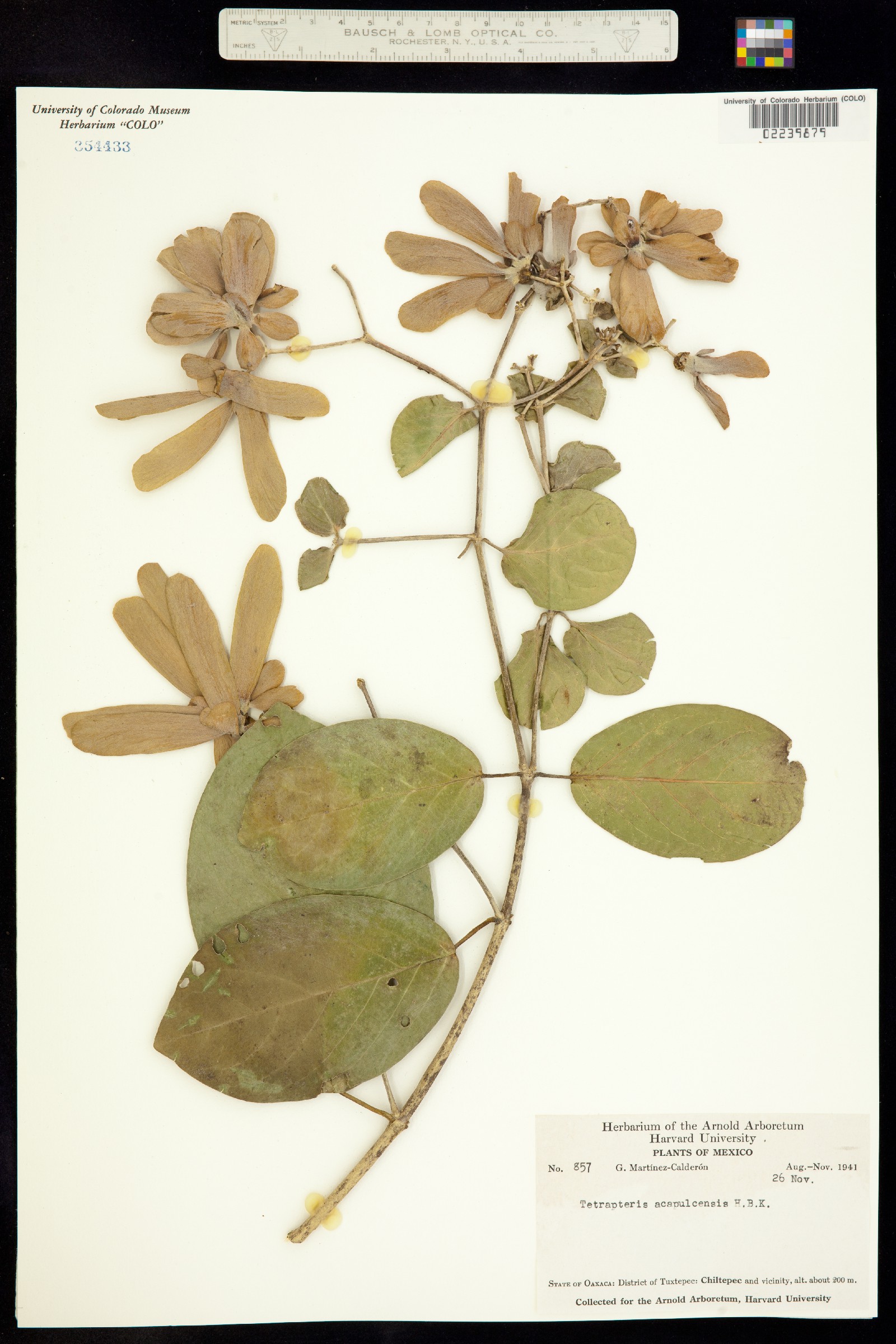 Tetrapterys acapulcensis image