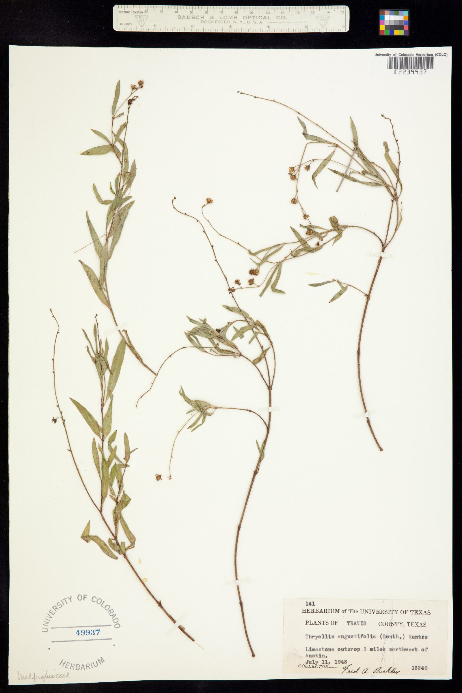Galphimia angustifolia image