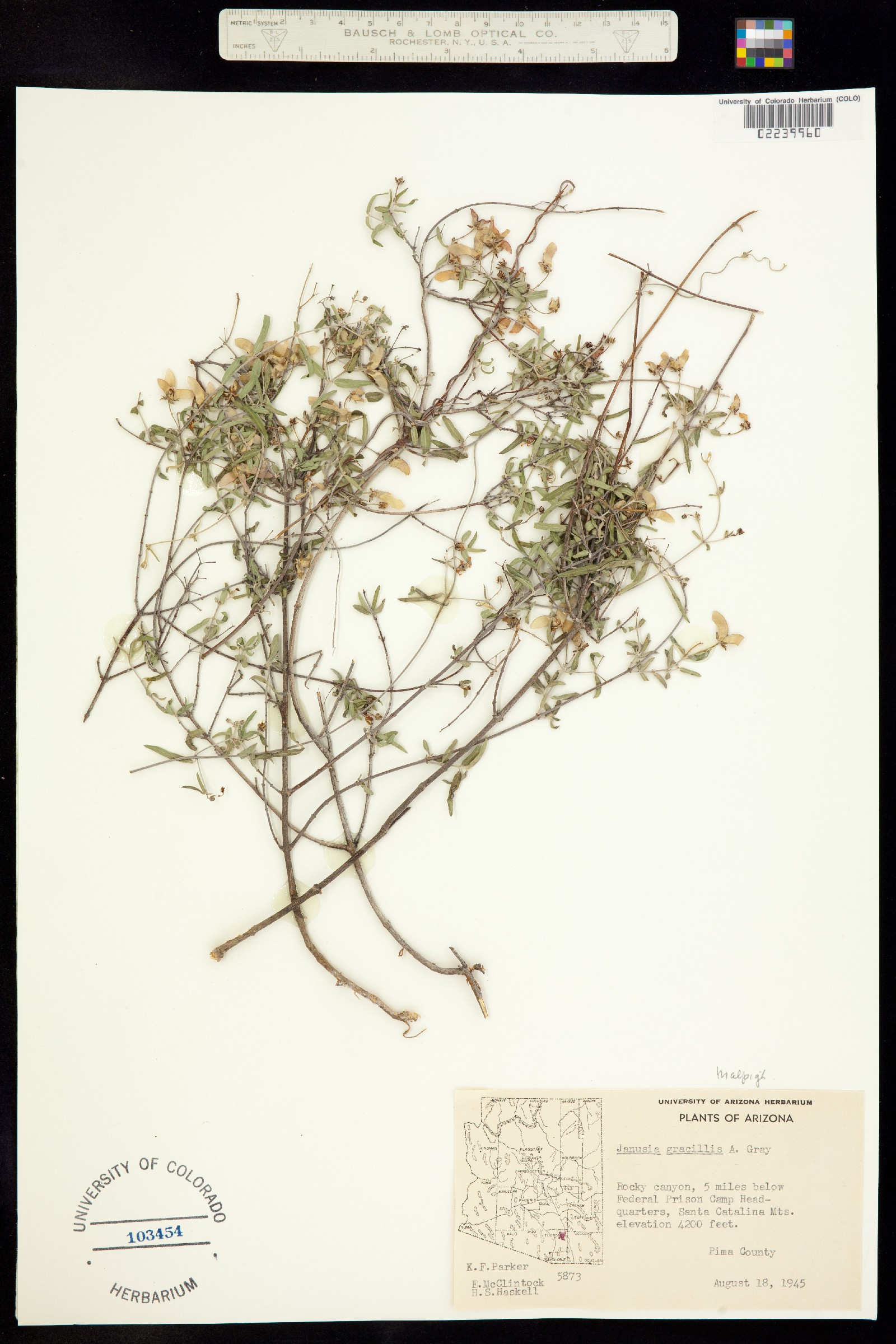Cottsia image