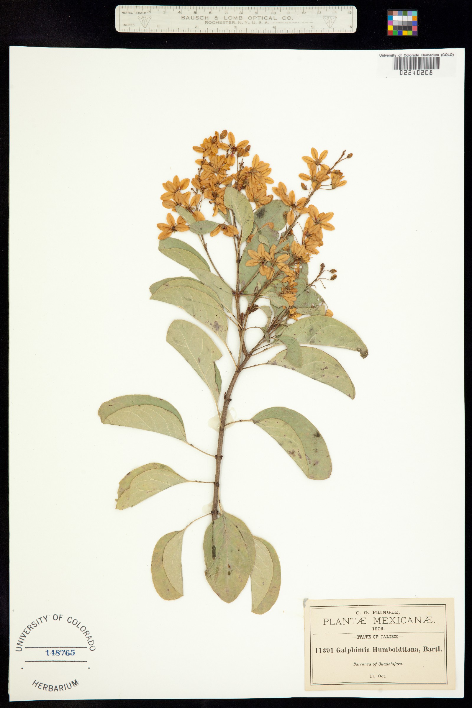 Galphimia humboldtiana image