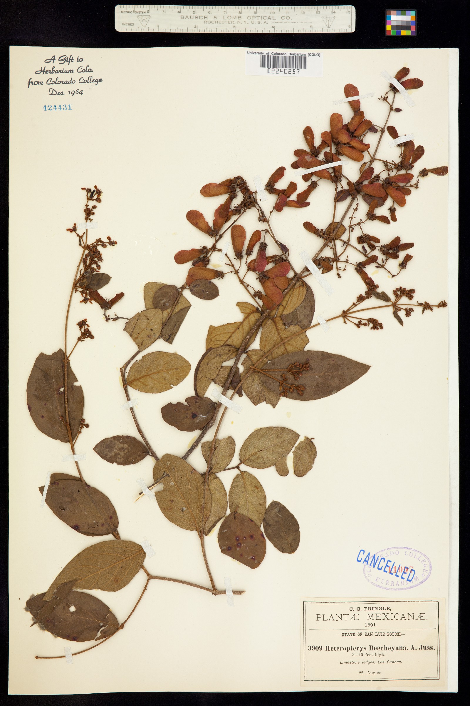 Heteropteris image