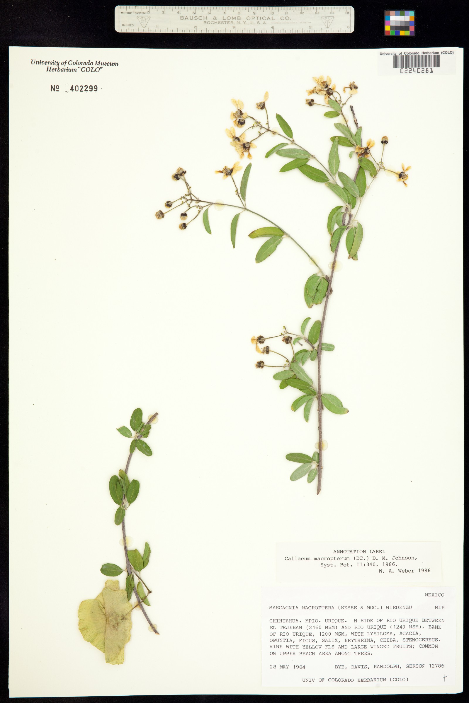 Callaeum macropterum image