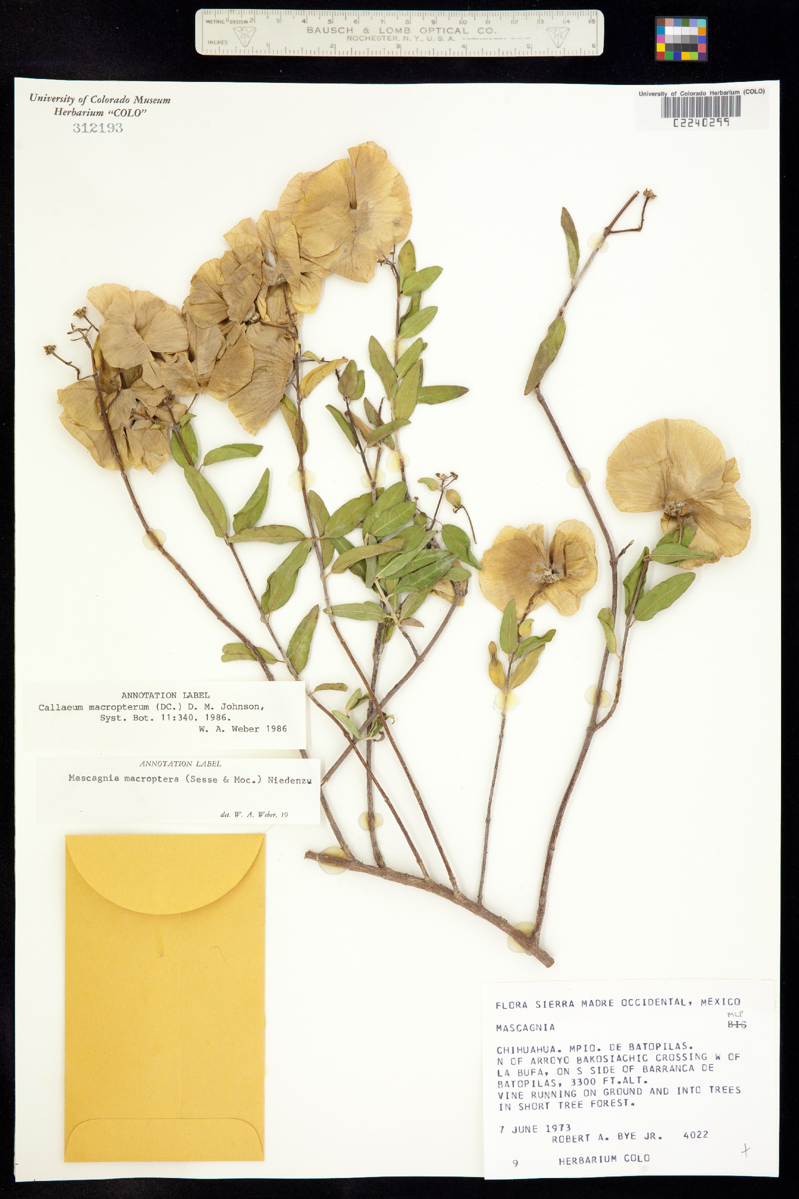 Callaeum macropterum image