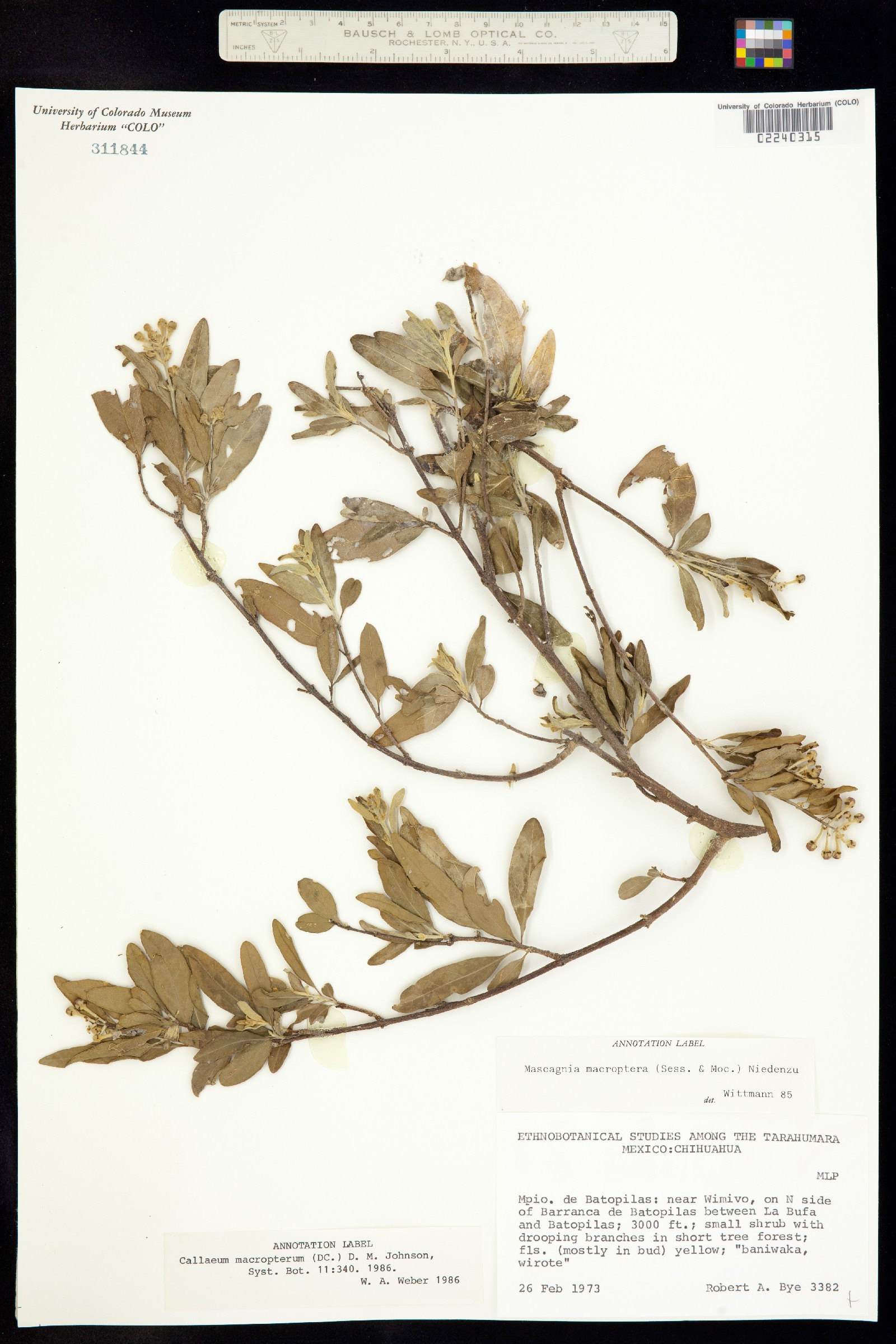 Callaeum macropterum image