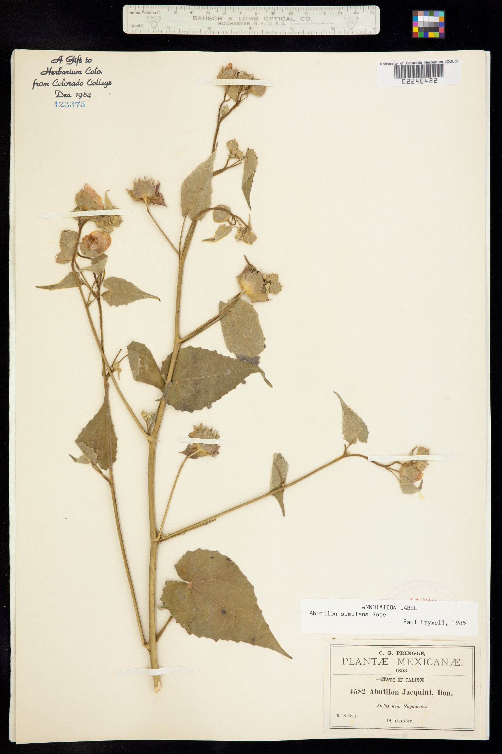 Abutilon simulans image