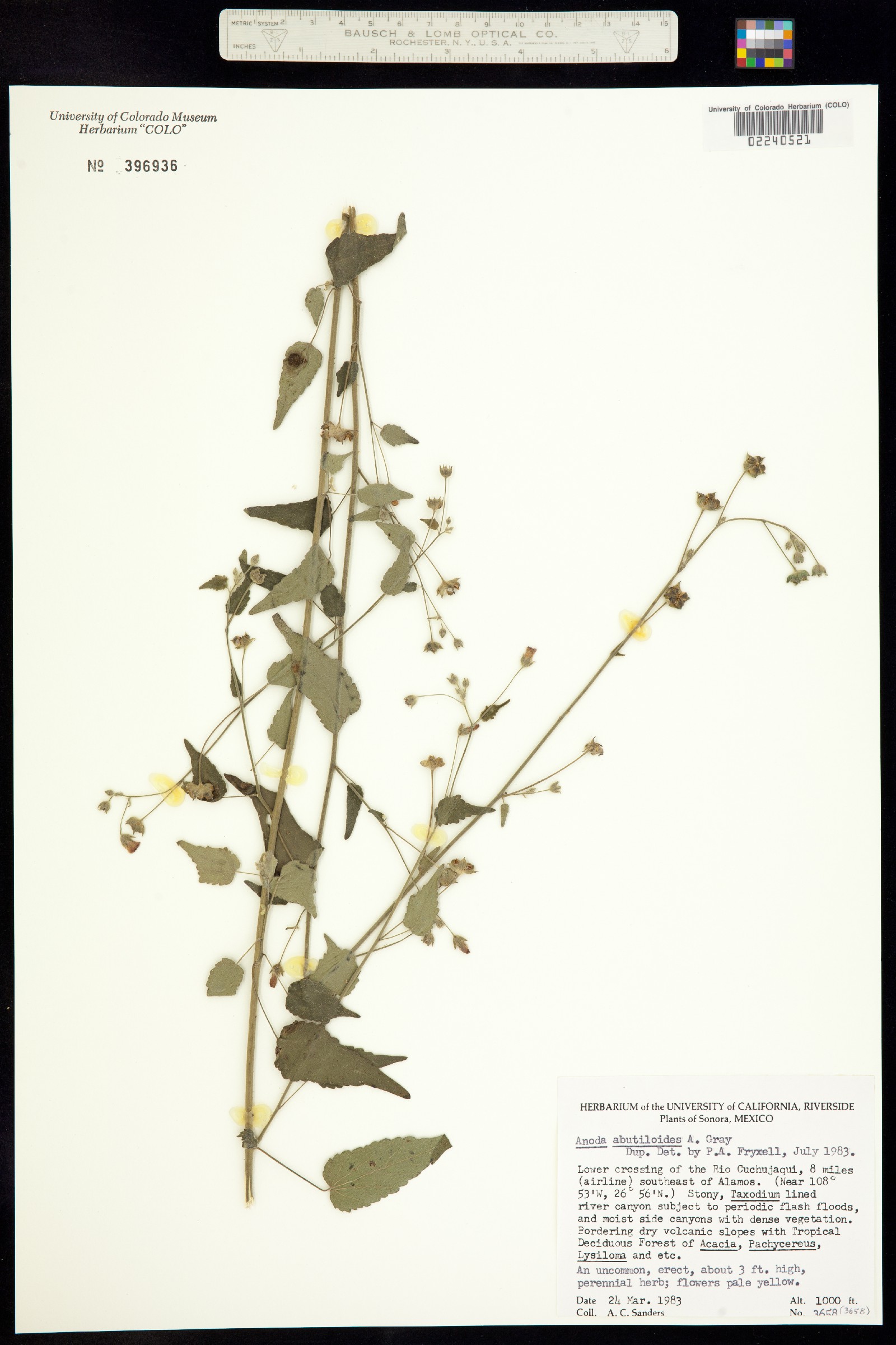 Anoda abutiloides image