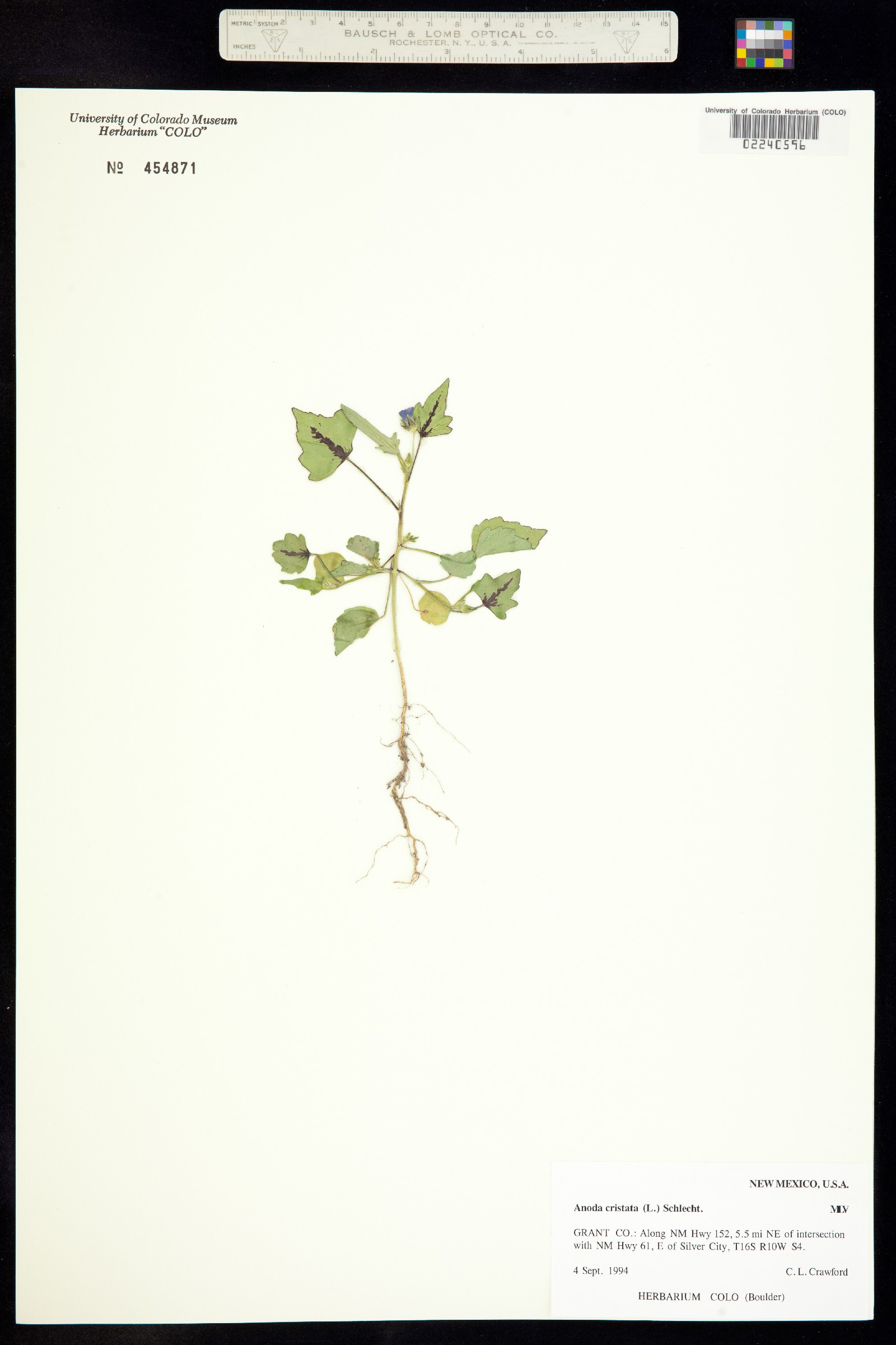Anoda cristata image