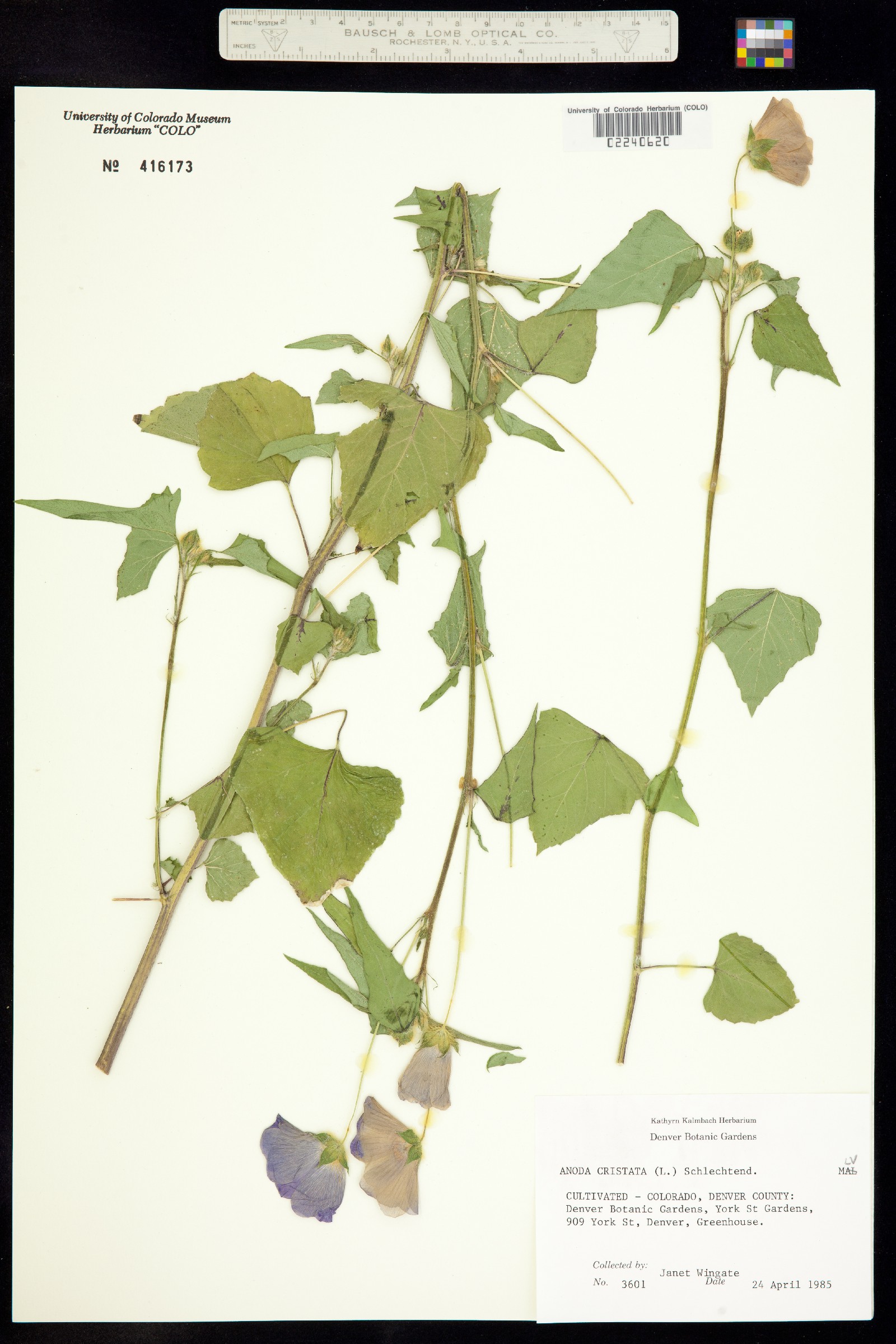 Anoda cristata image