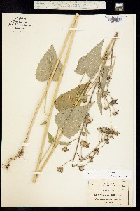 Anoda lanceolata image