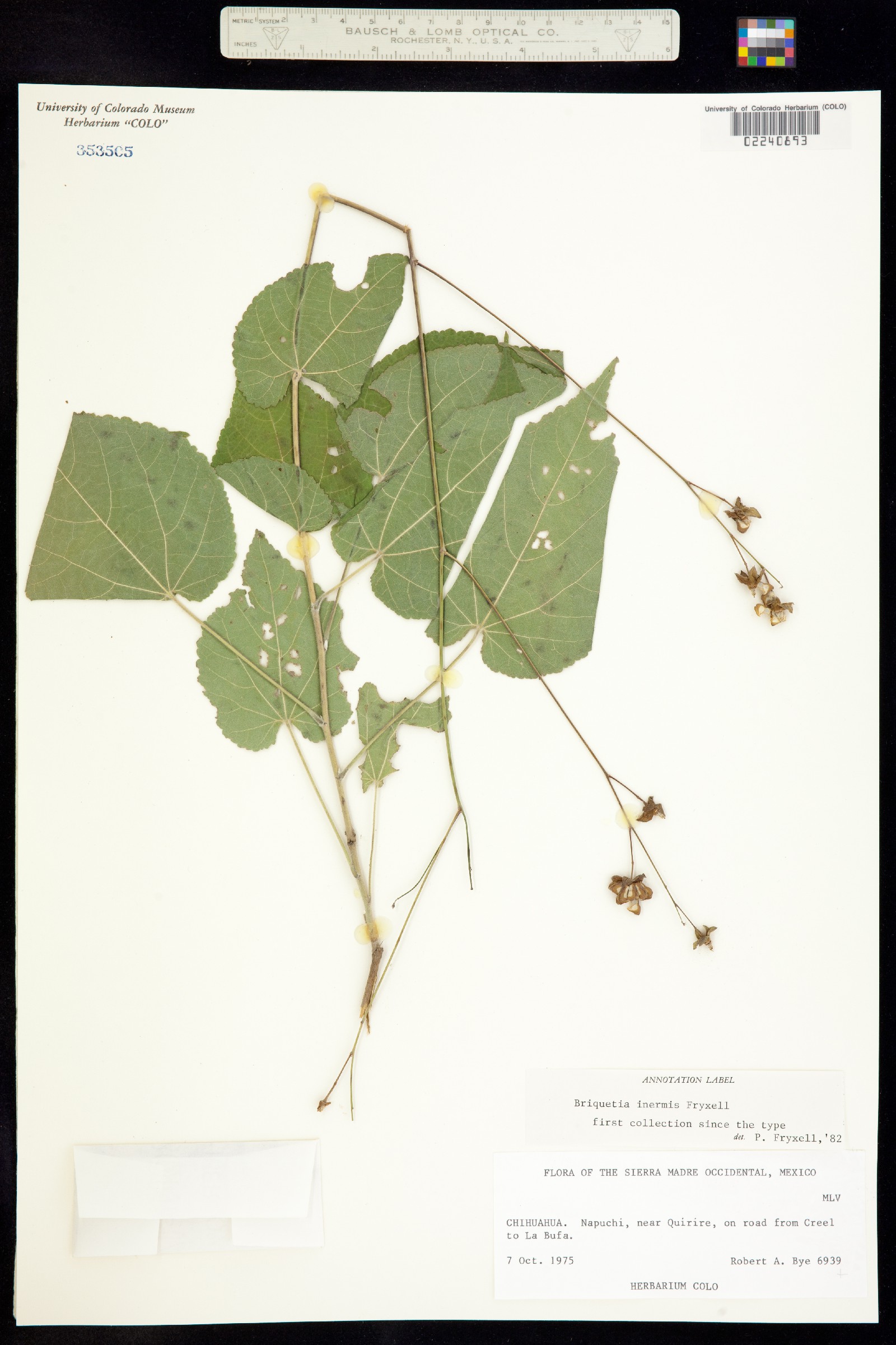 Briquetia inermis image